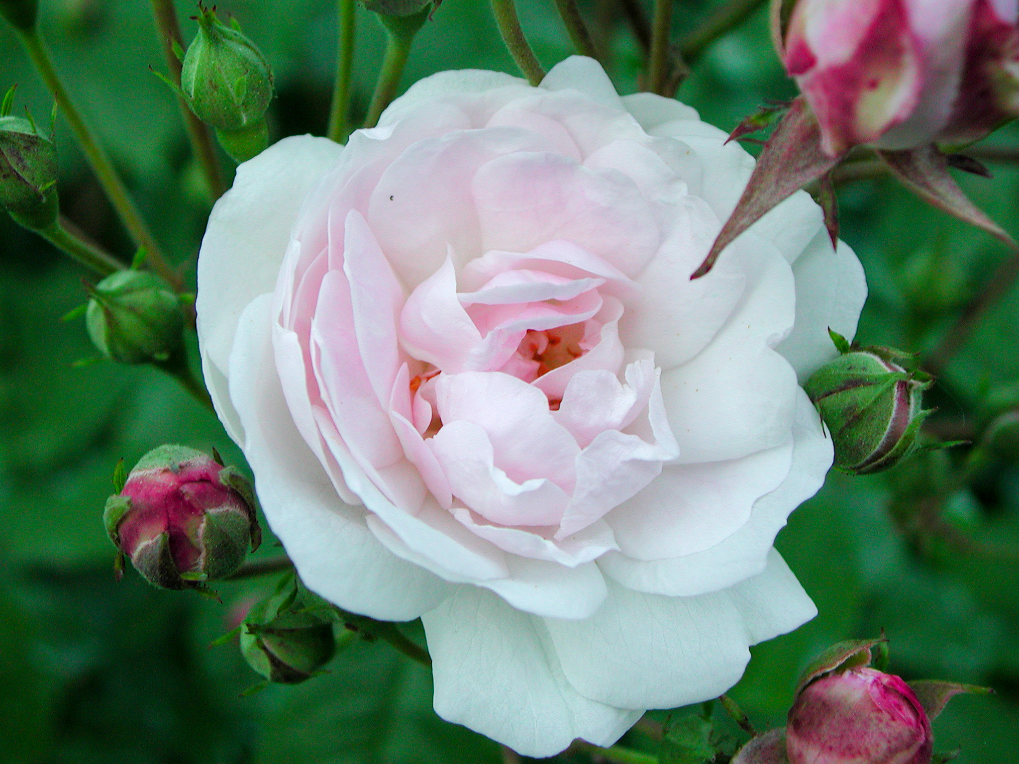 Blush Noisette