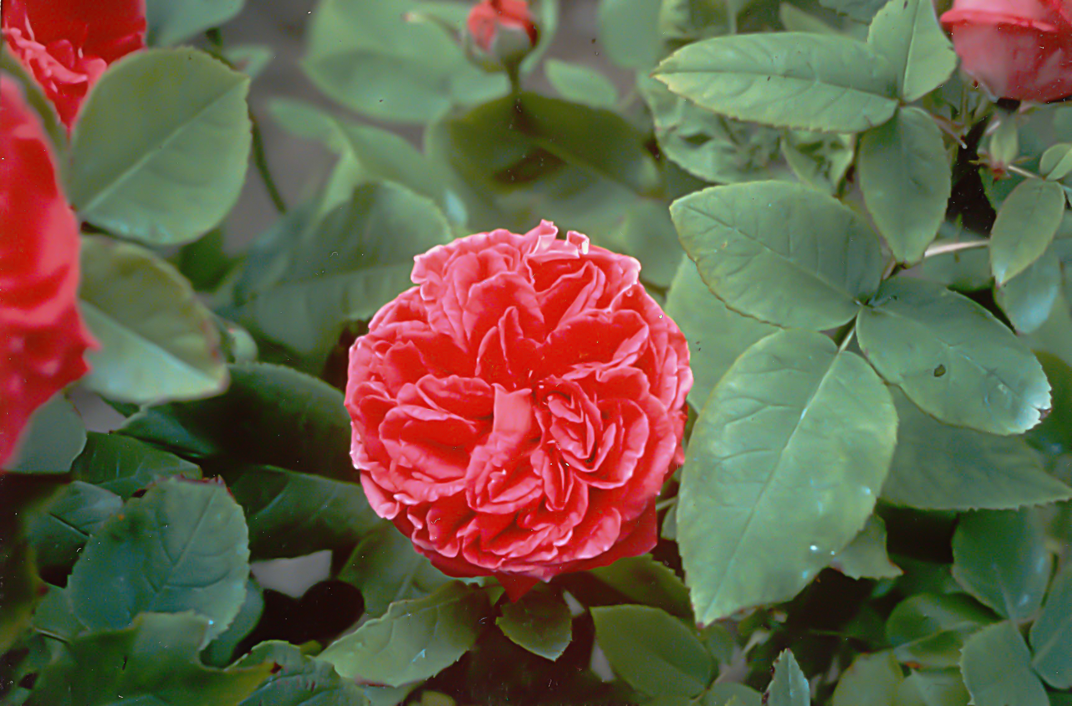 Rose de Rescht