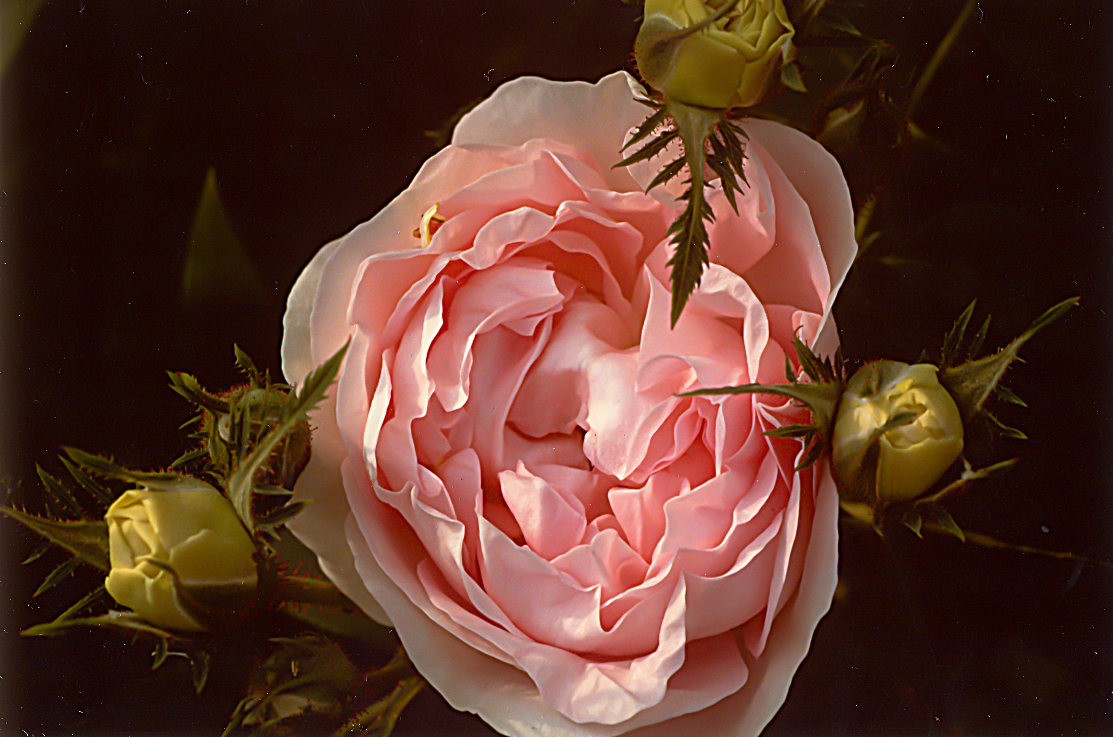 Maiden's Blush Great