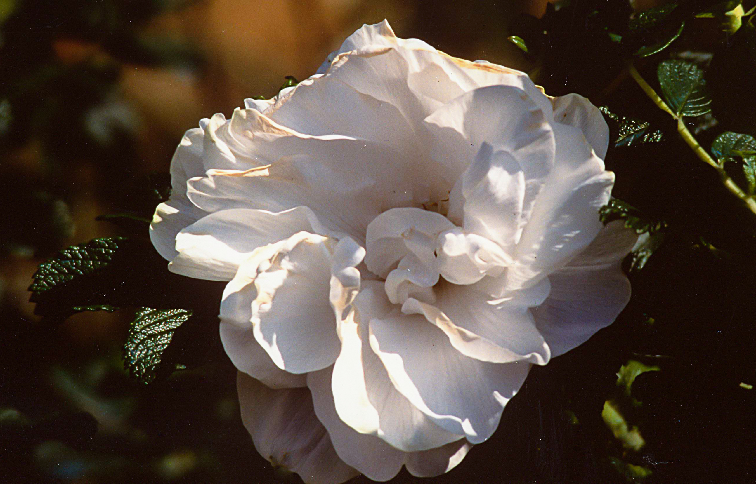 Blanc double de Coubert