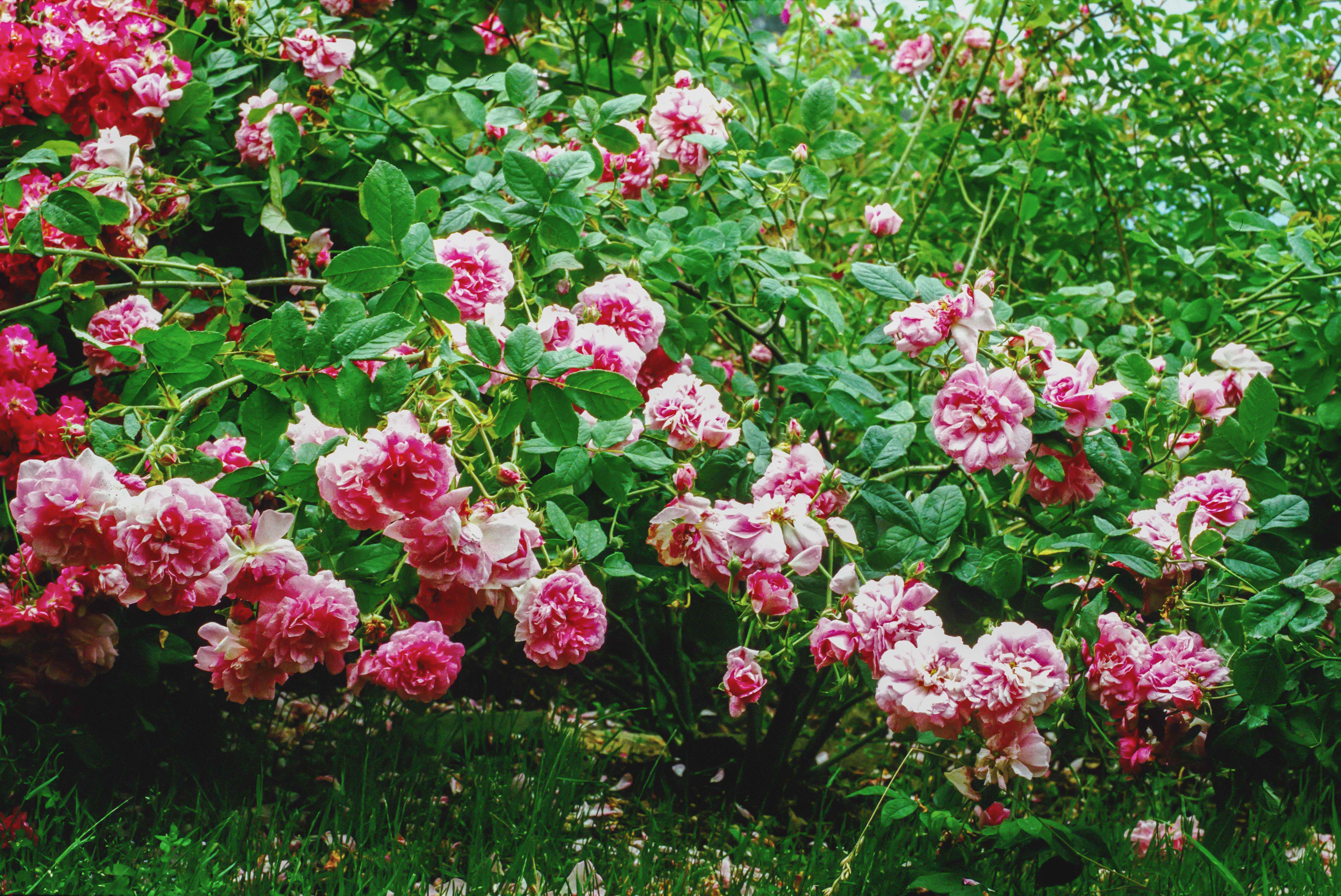 Ispahan arbusto