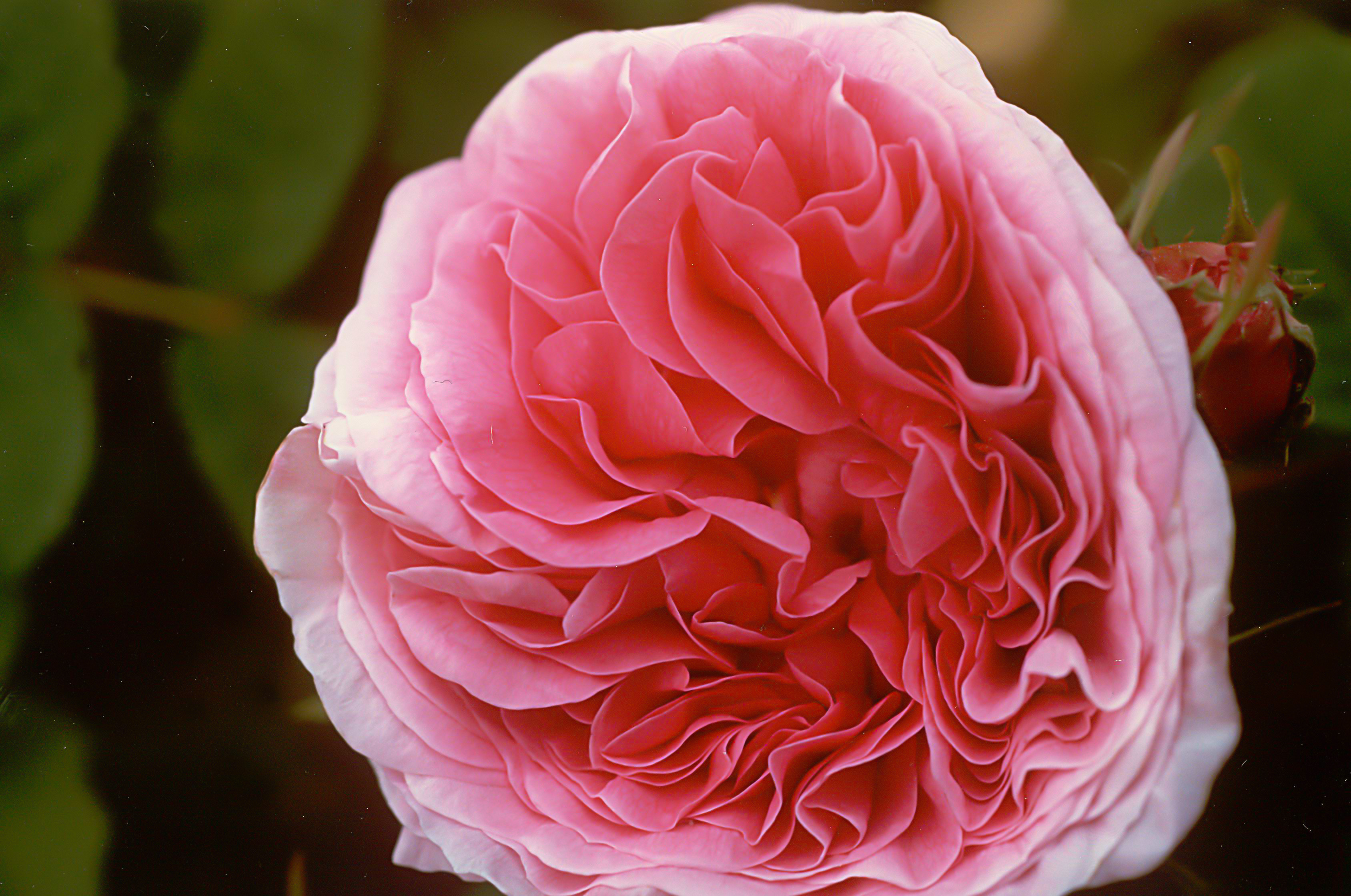 Duchesse de Rohan