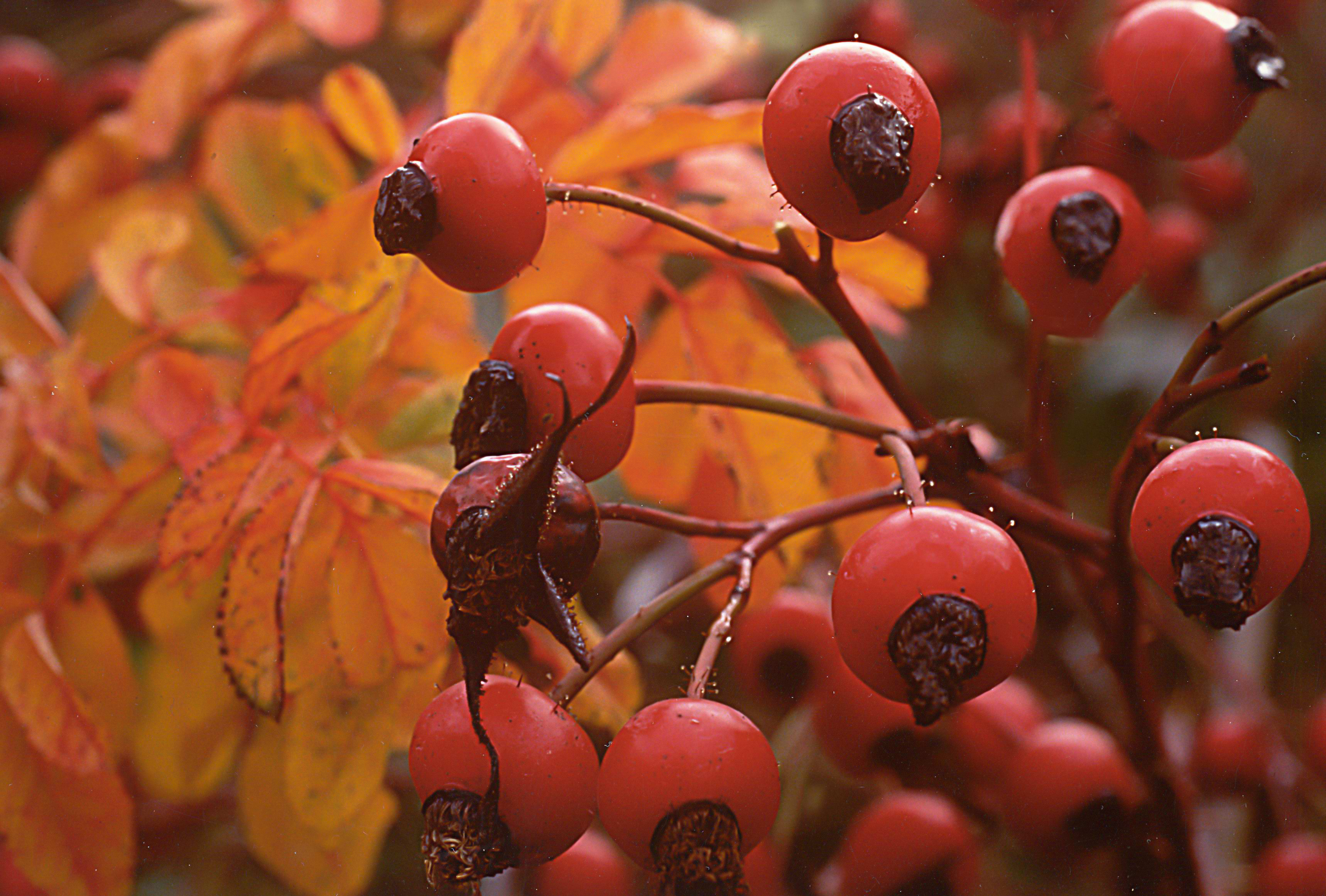 R. virginiana_Bacche