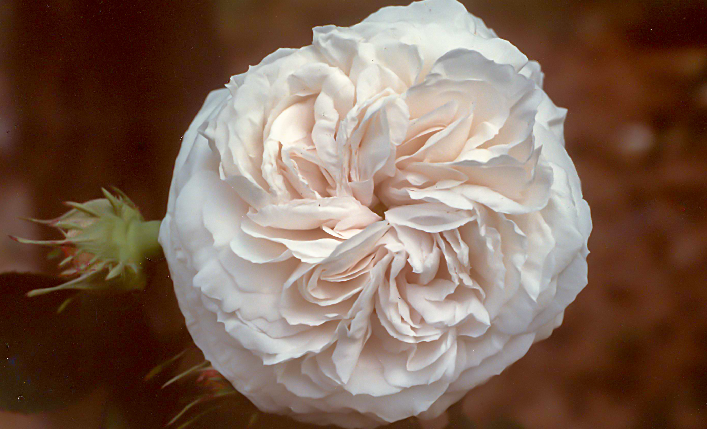 Blanchefleur