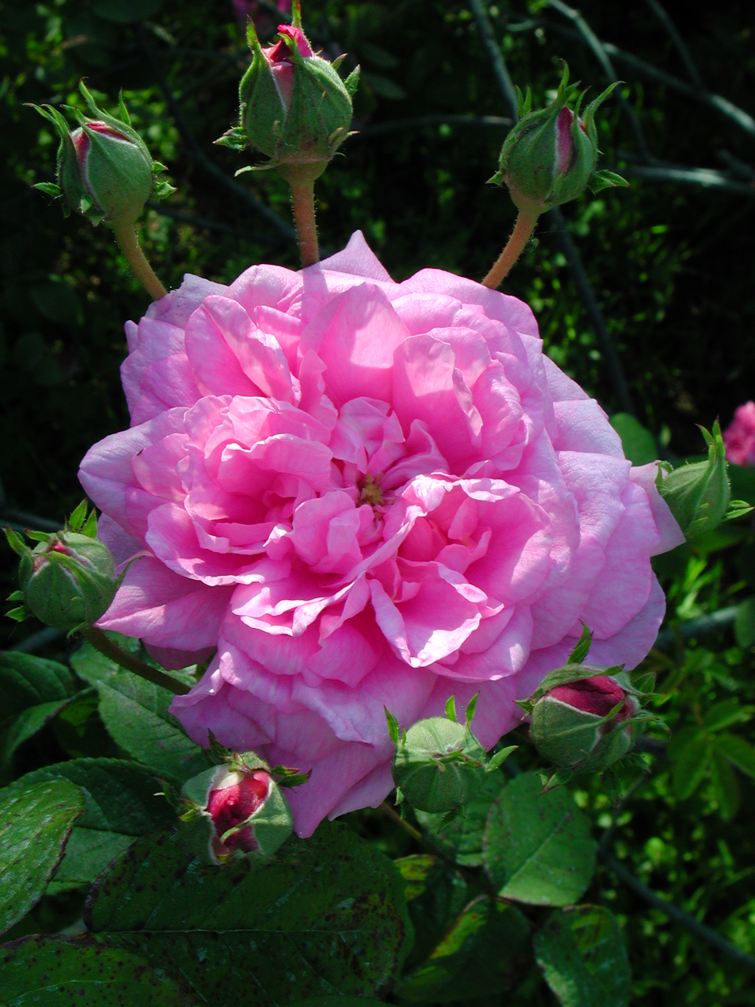 Ispahan