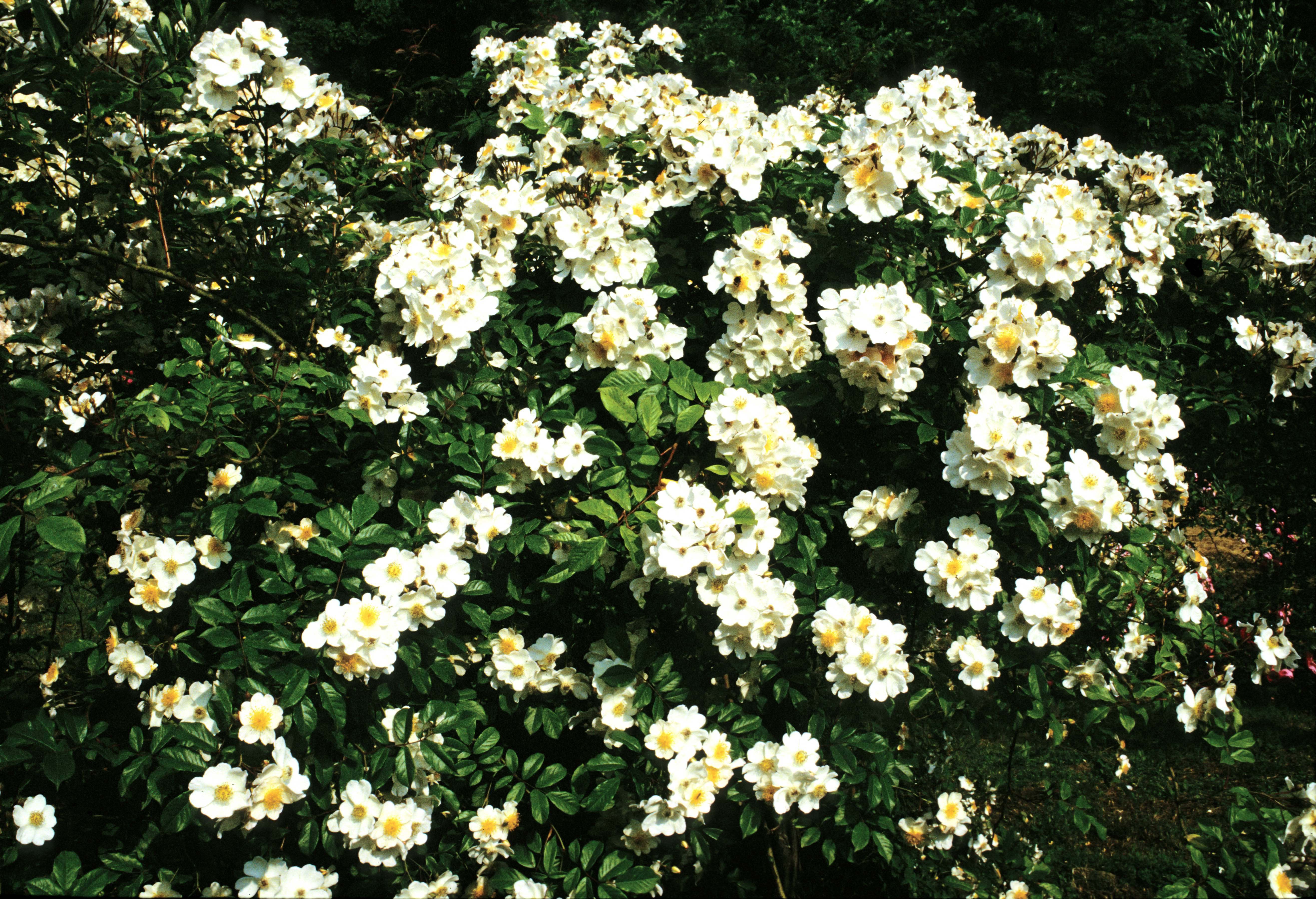 R. gentileana