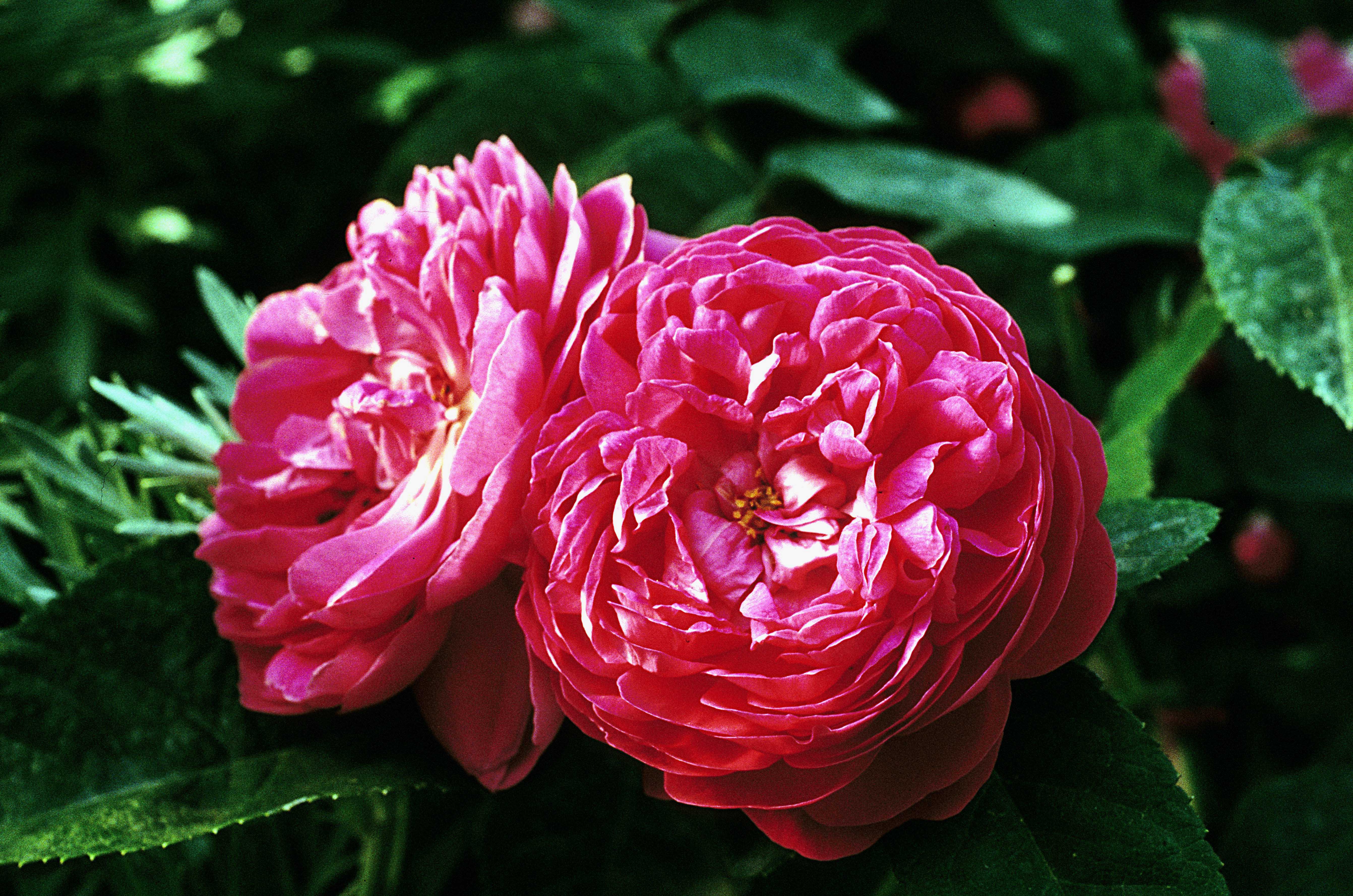 Rose de Rescht