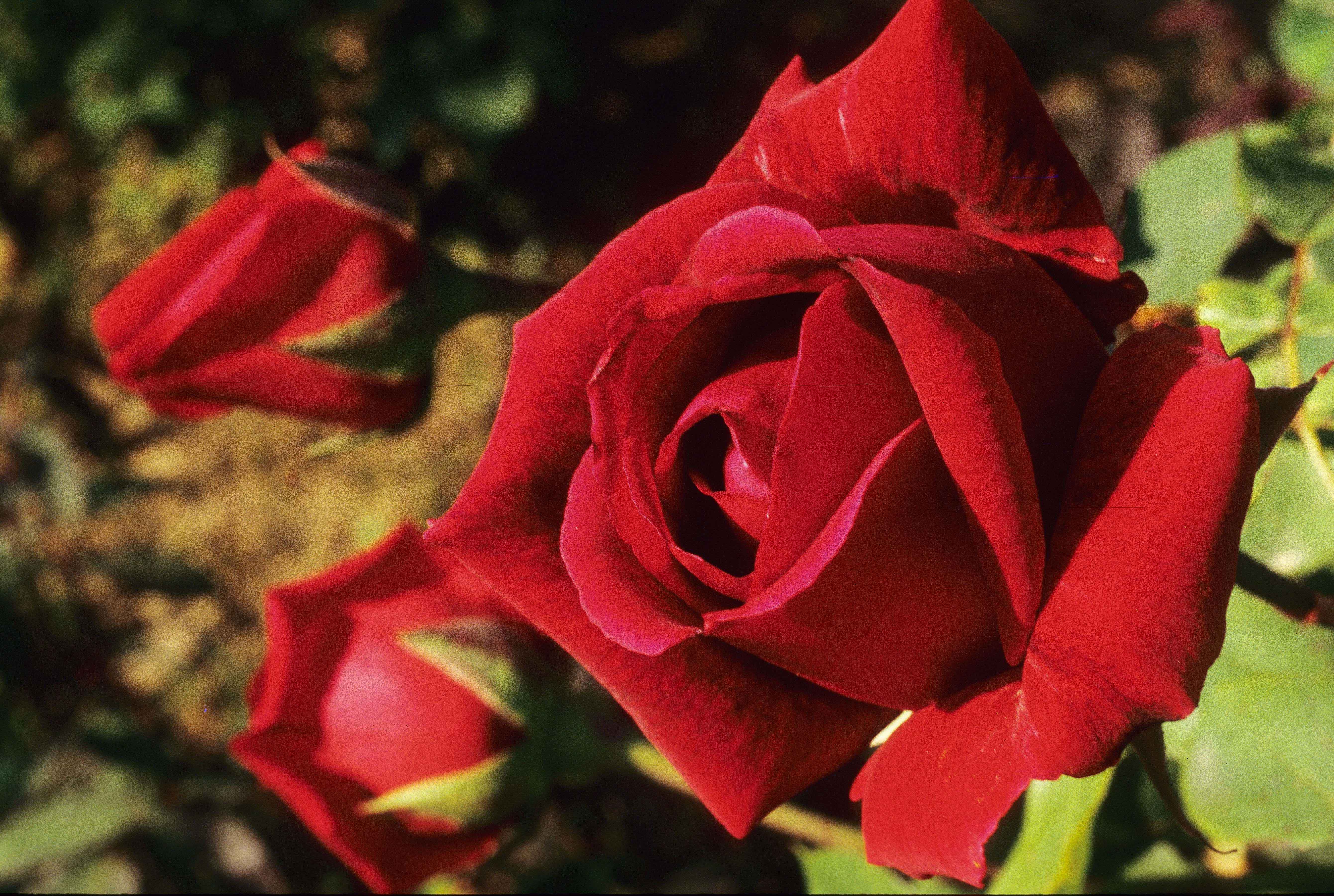Crimson Glory