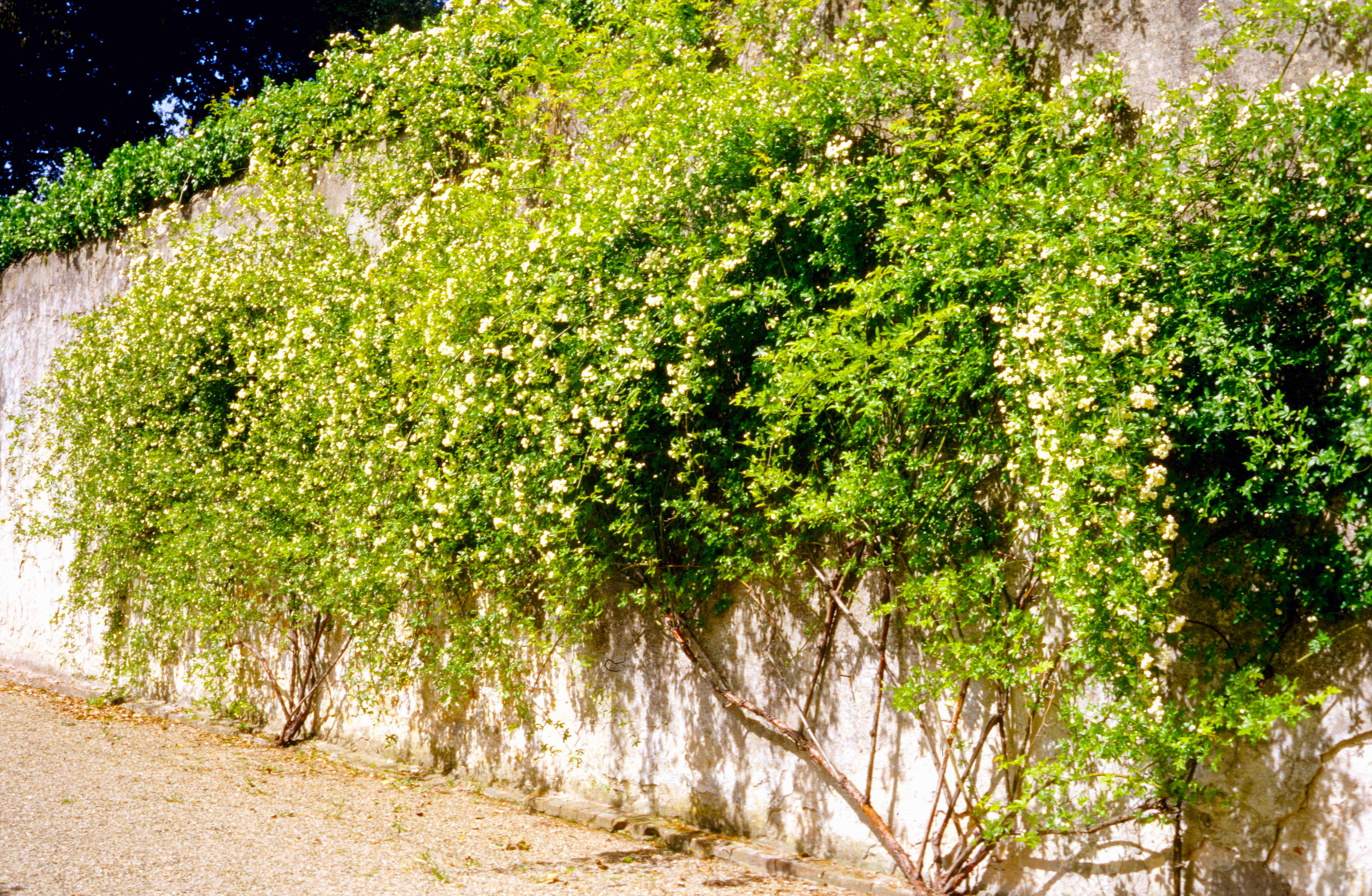 Banksia Lutea