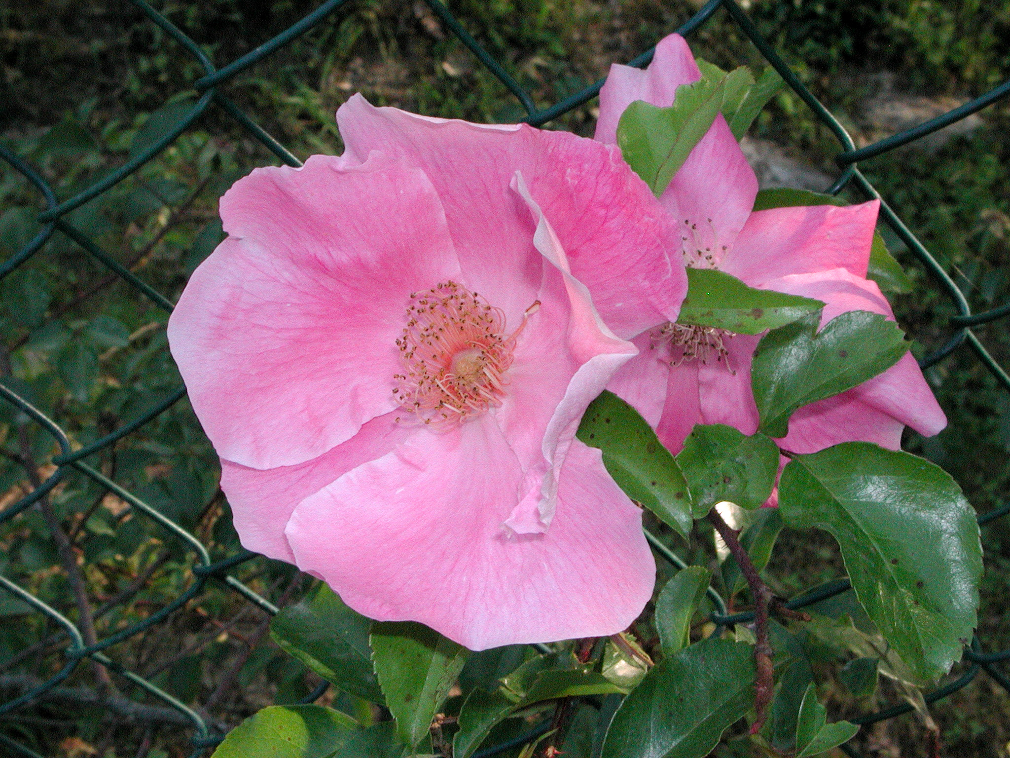 Anemone Rose (R.anemonoides)