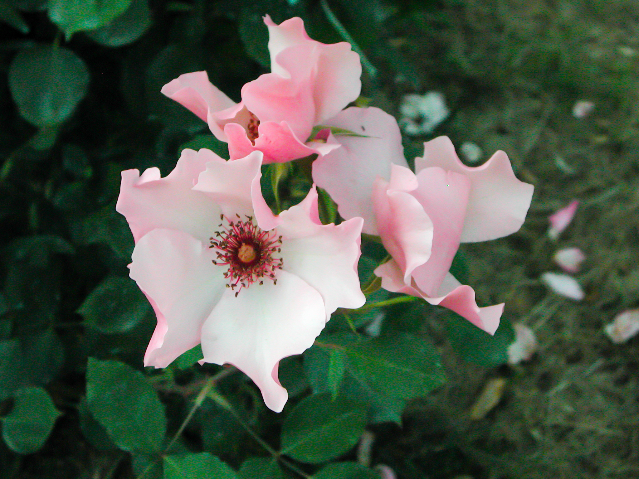 Dainty Bess