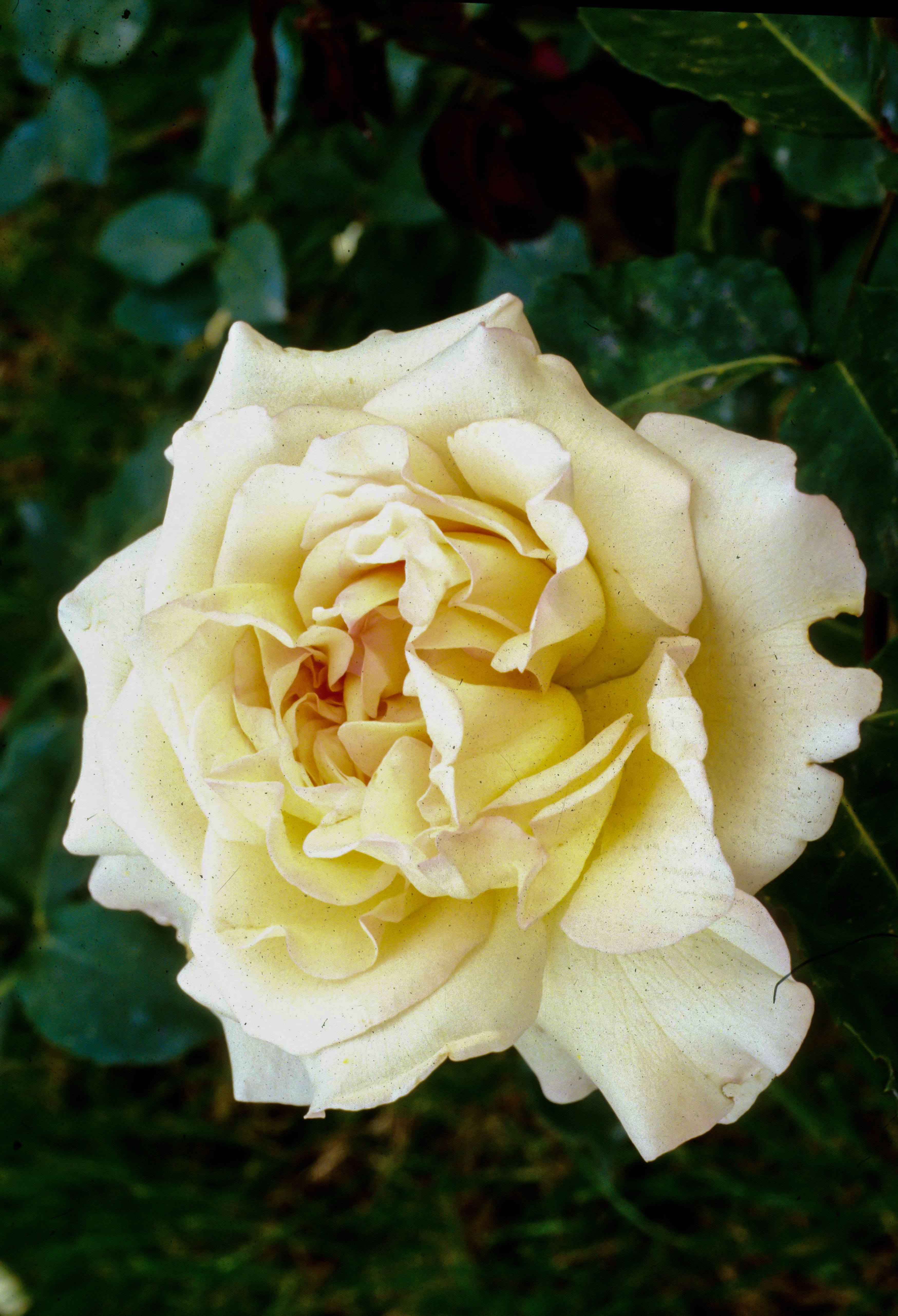 Marie van Houtte