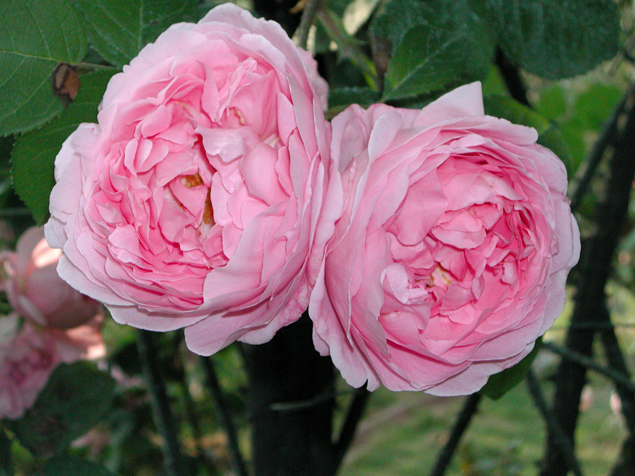 Constance Spry