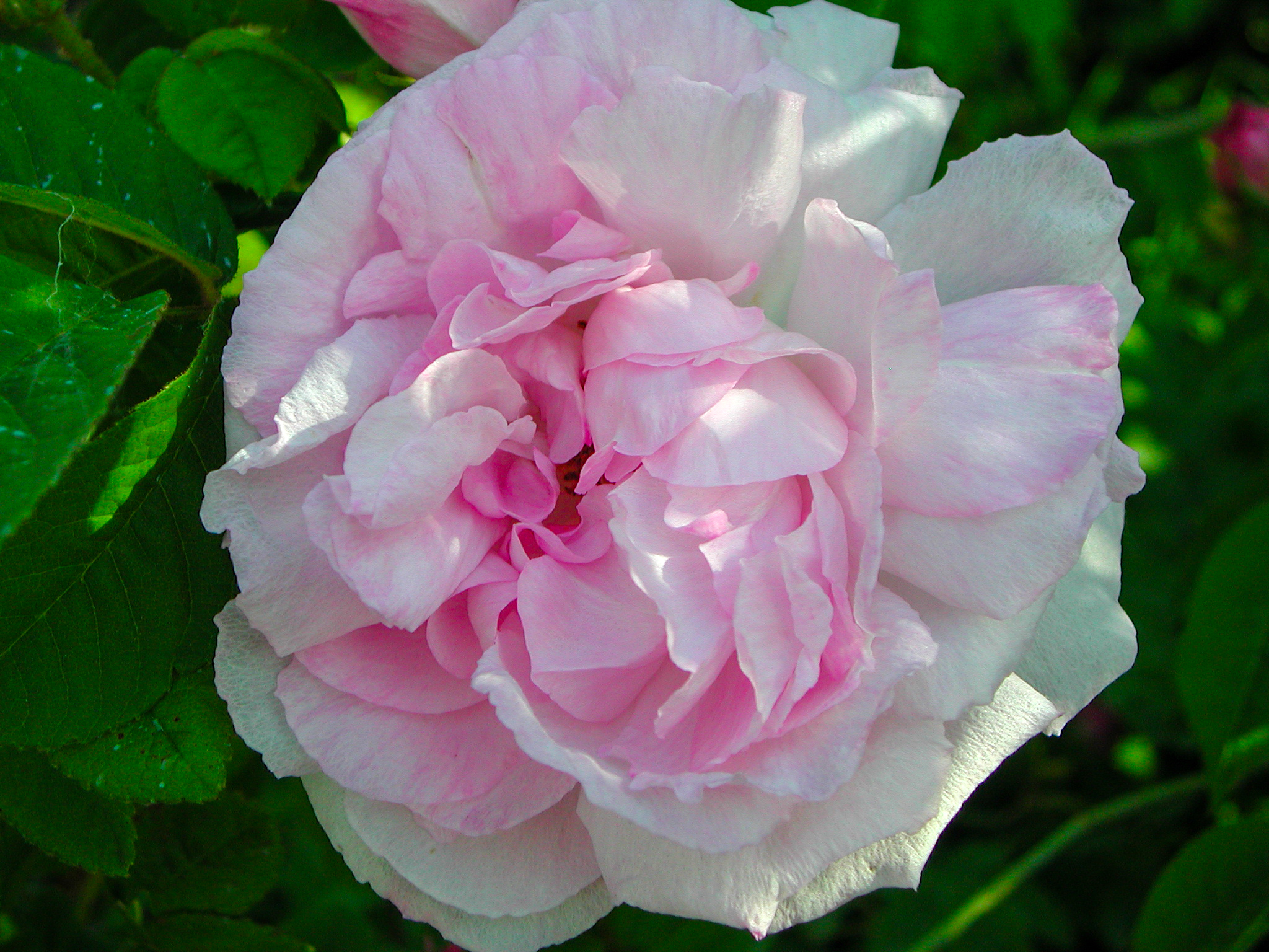 Duchesse d'Angouleme