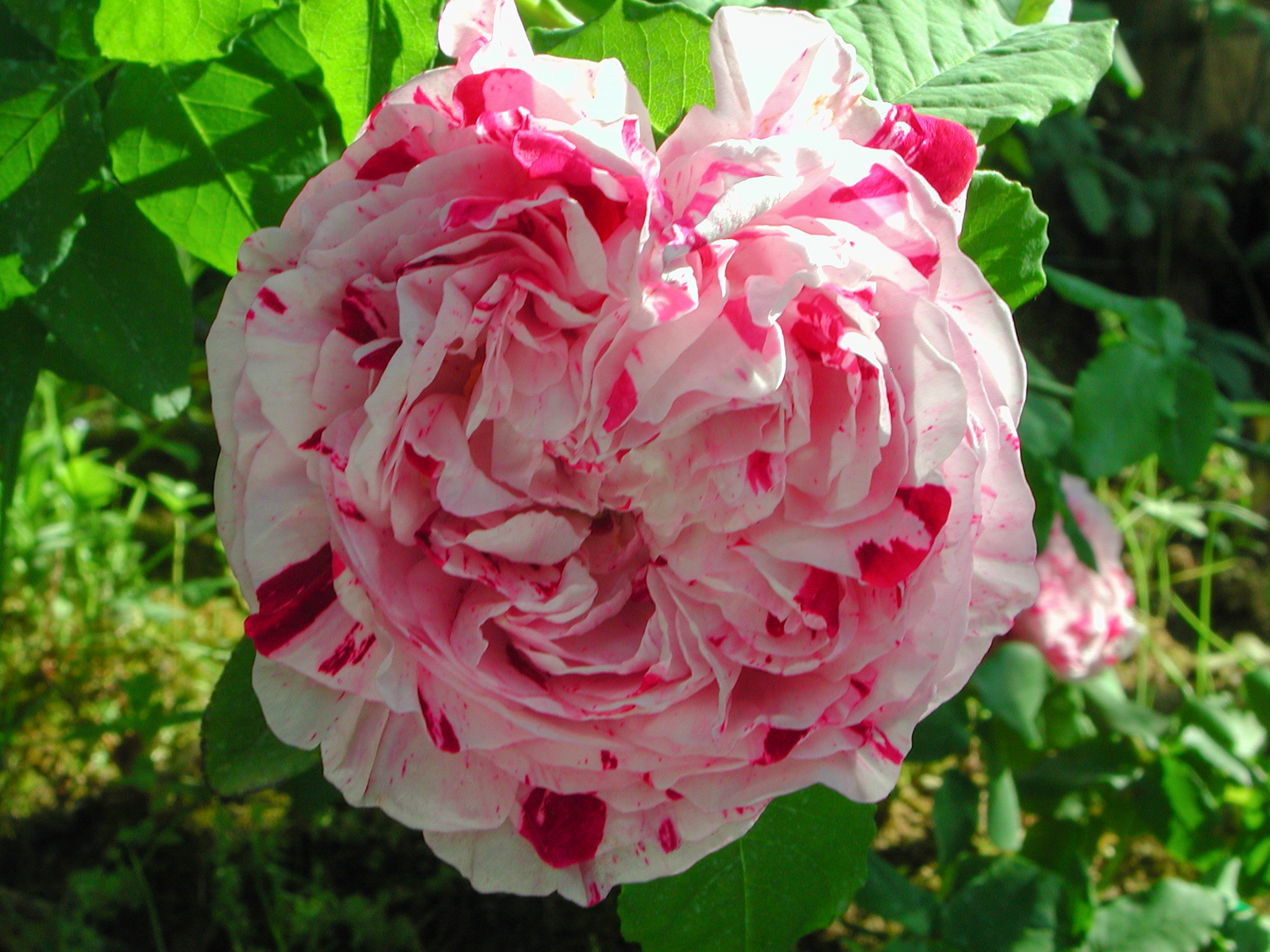 Variegata di Bologna
