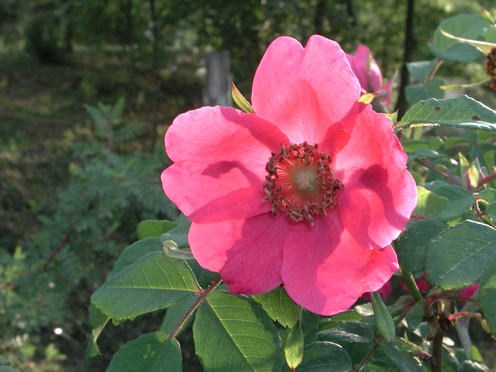 R.moyesii