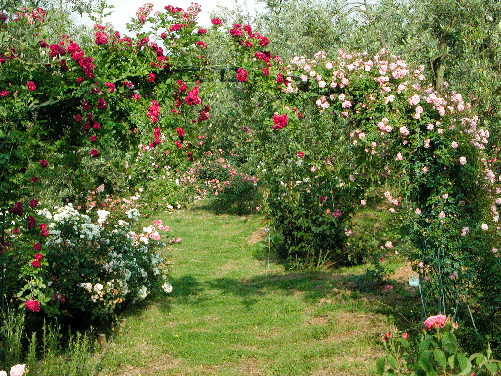Arco-Debutante e Bleu Magenta_