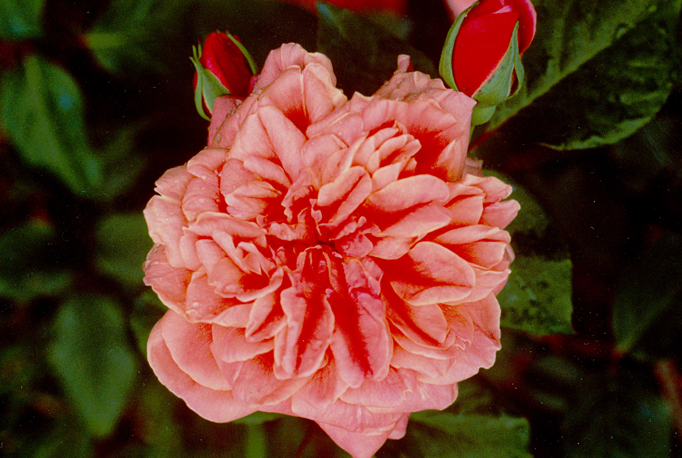 Archiduc Joseph