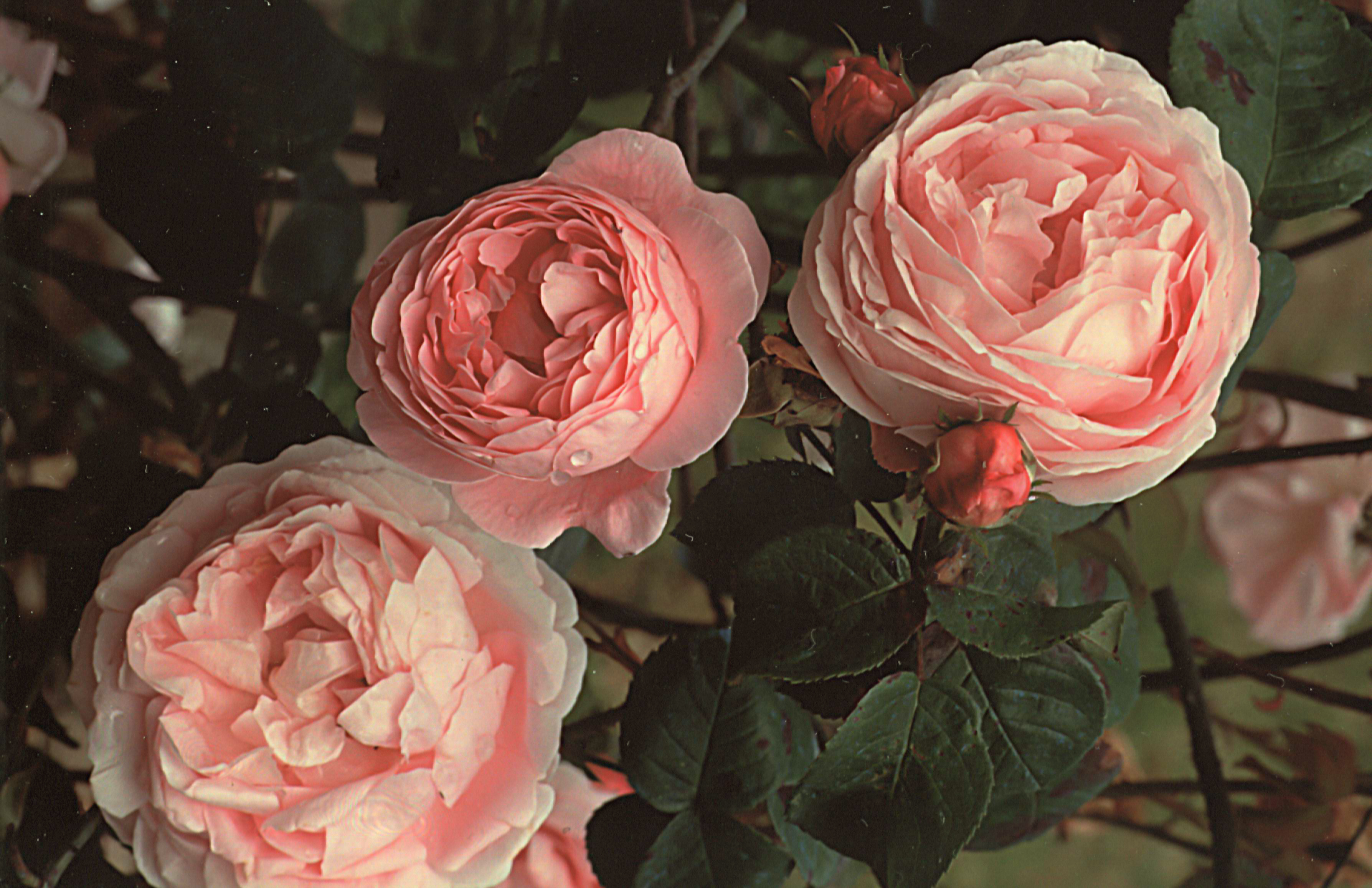 Constance Spry