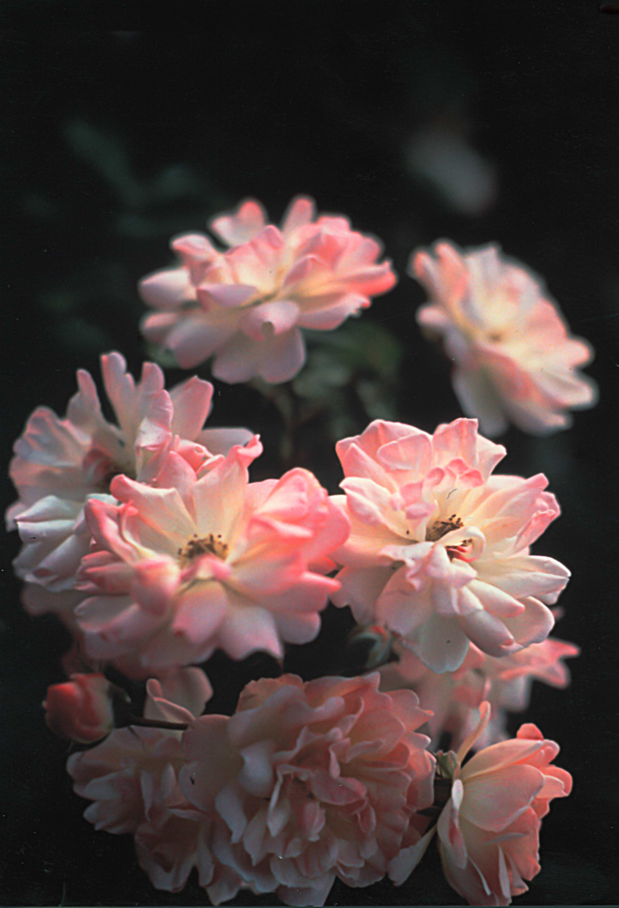 Phyllis Bide