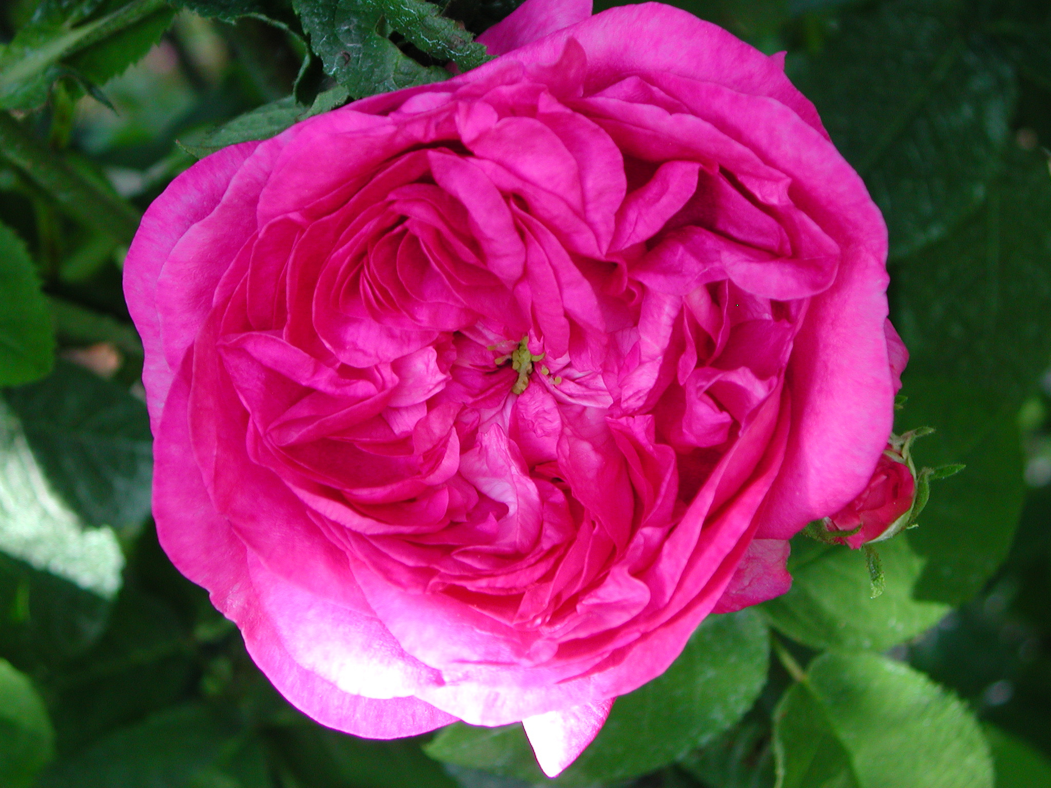 Comtesse de Lacépède