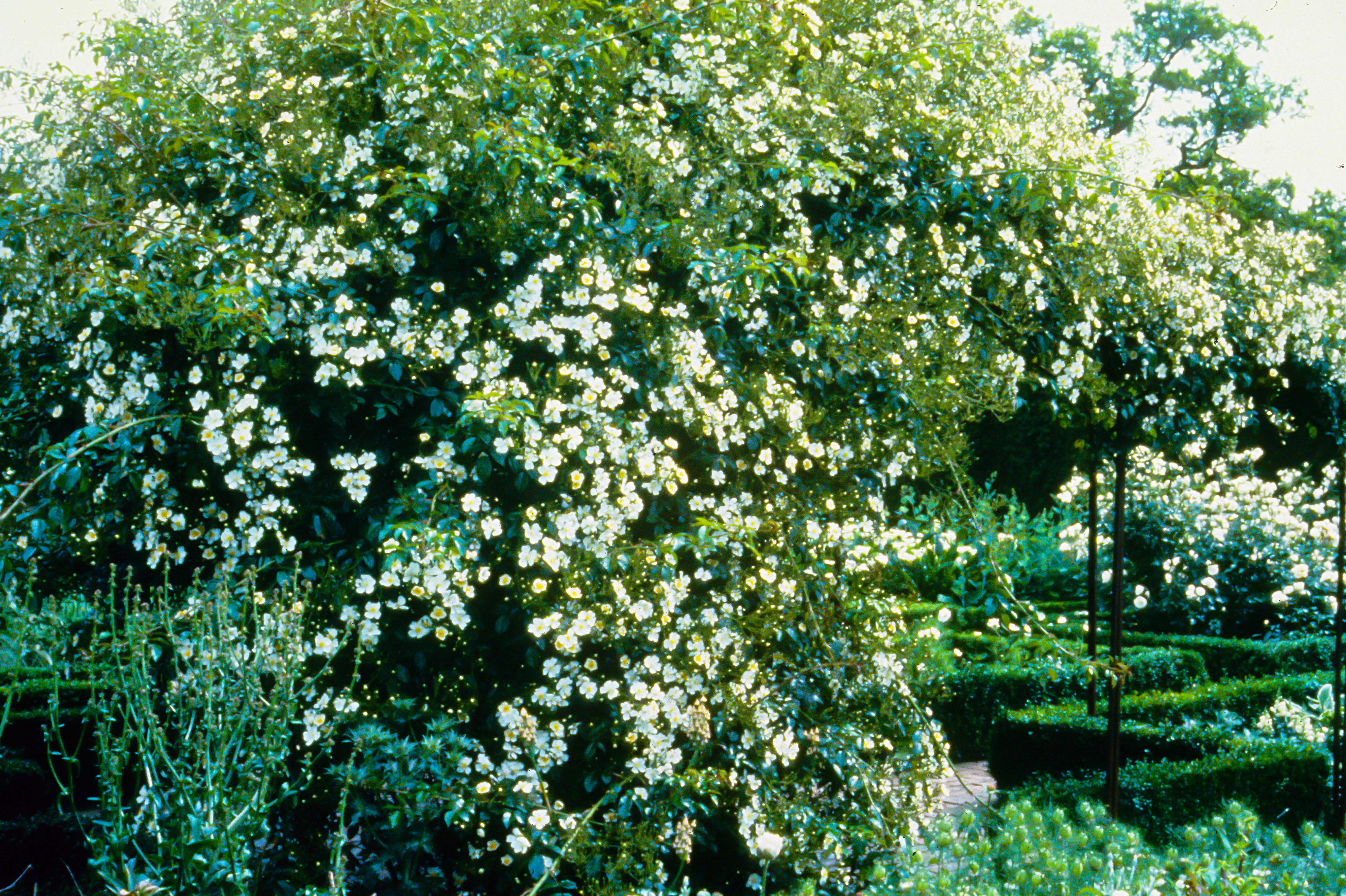 R. longicuspis