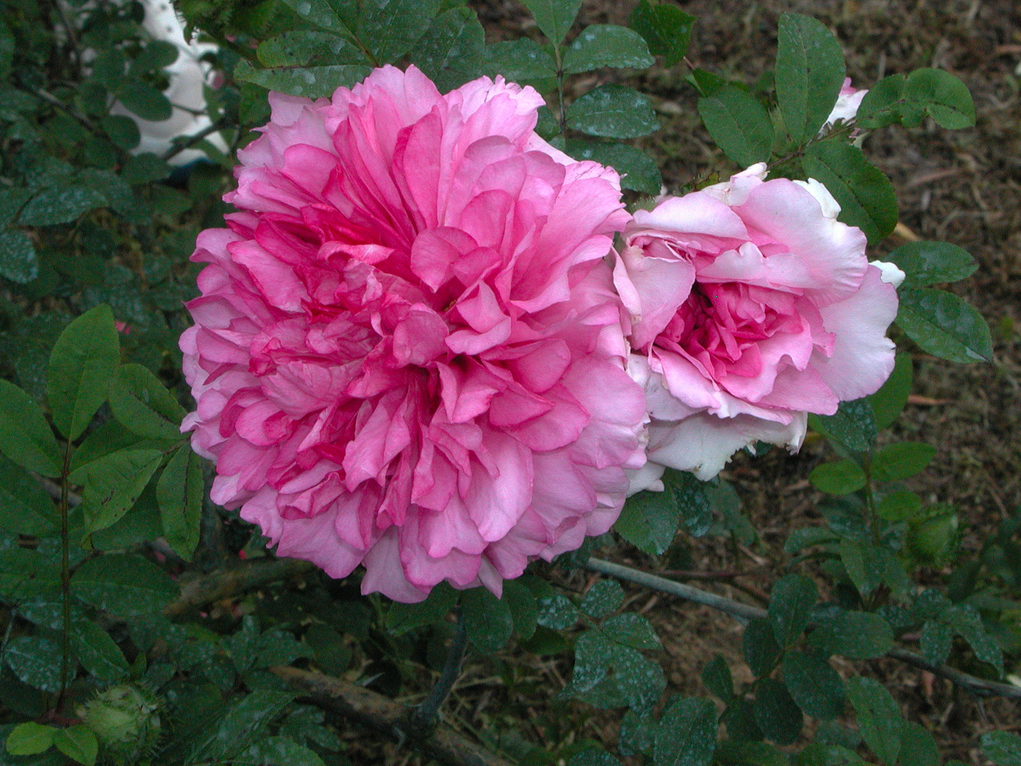 R.roxburgii plena