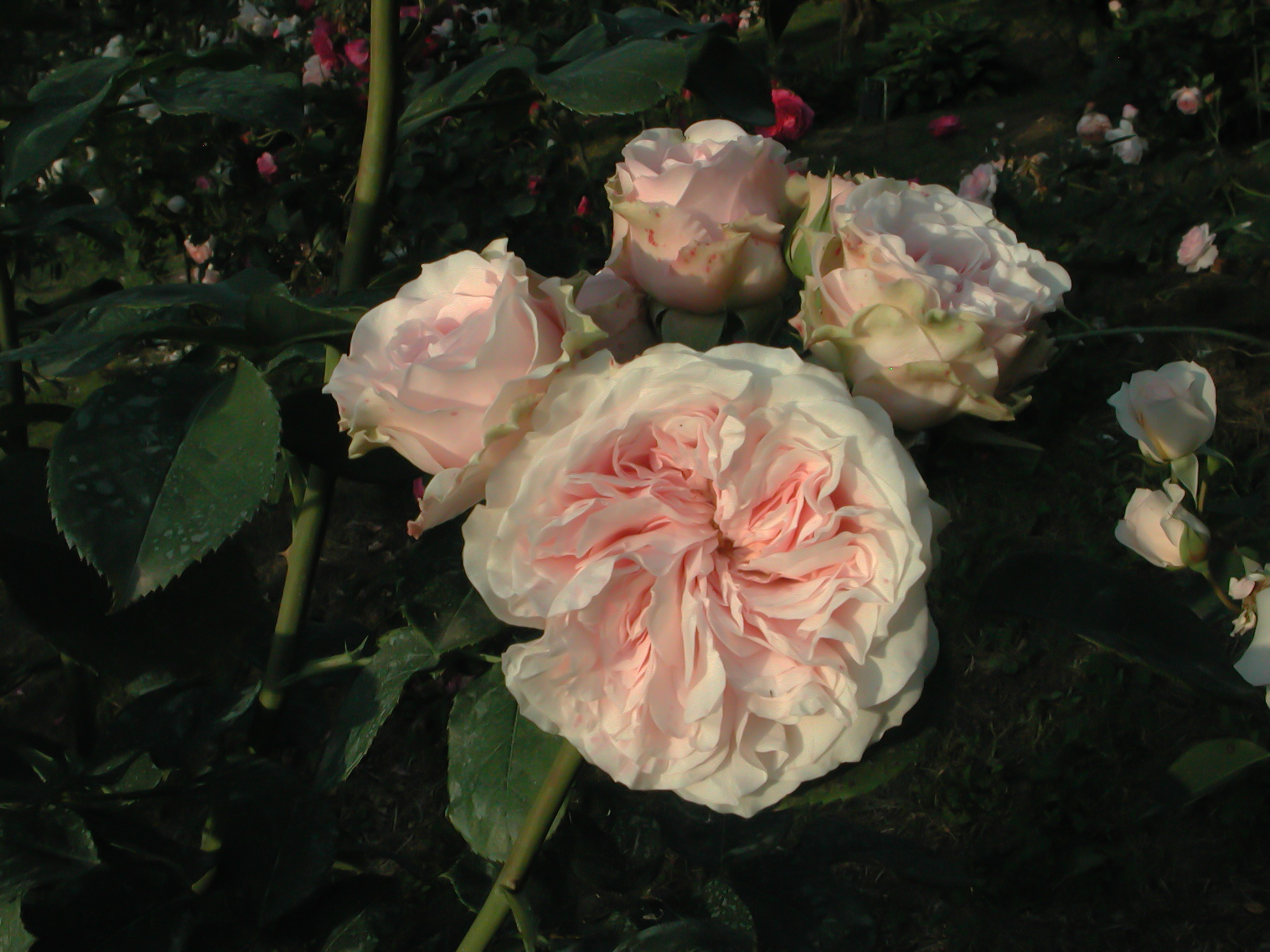 Claire Rose