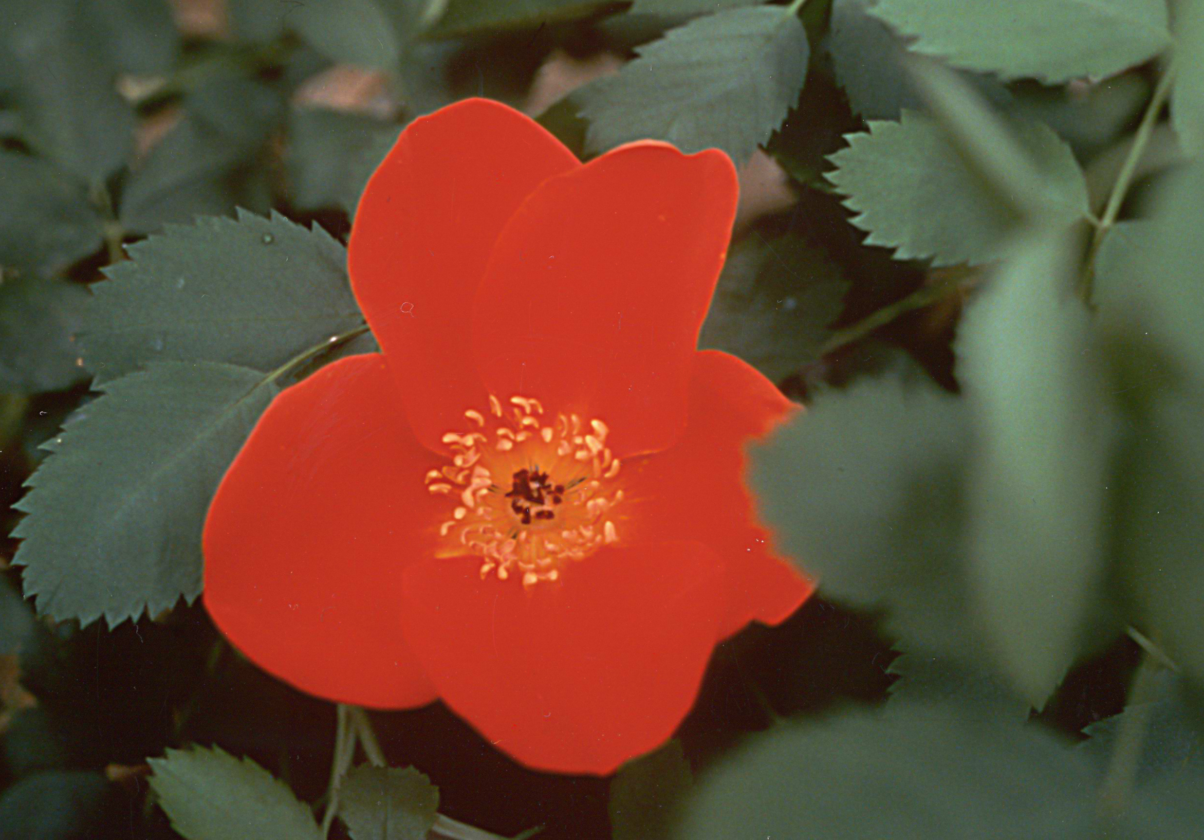 R. foetida bicolor