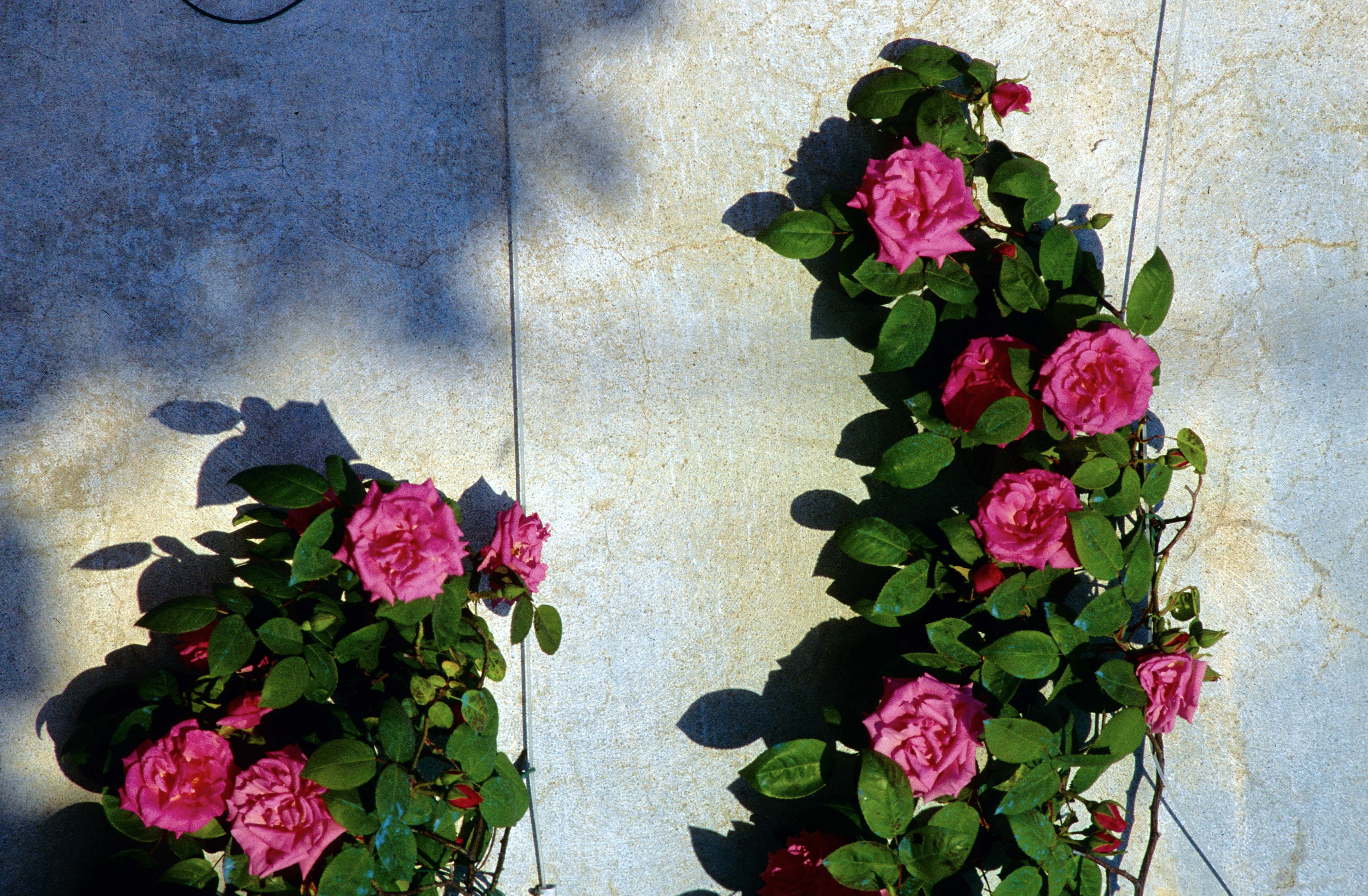 Zephirin Drouhin