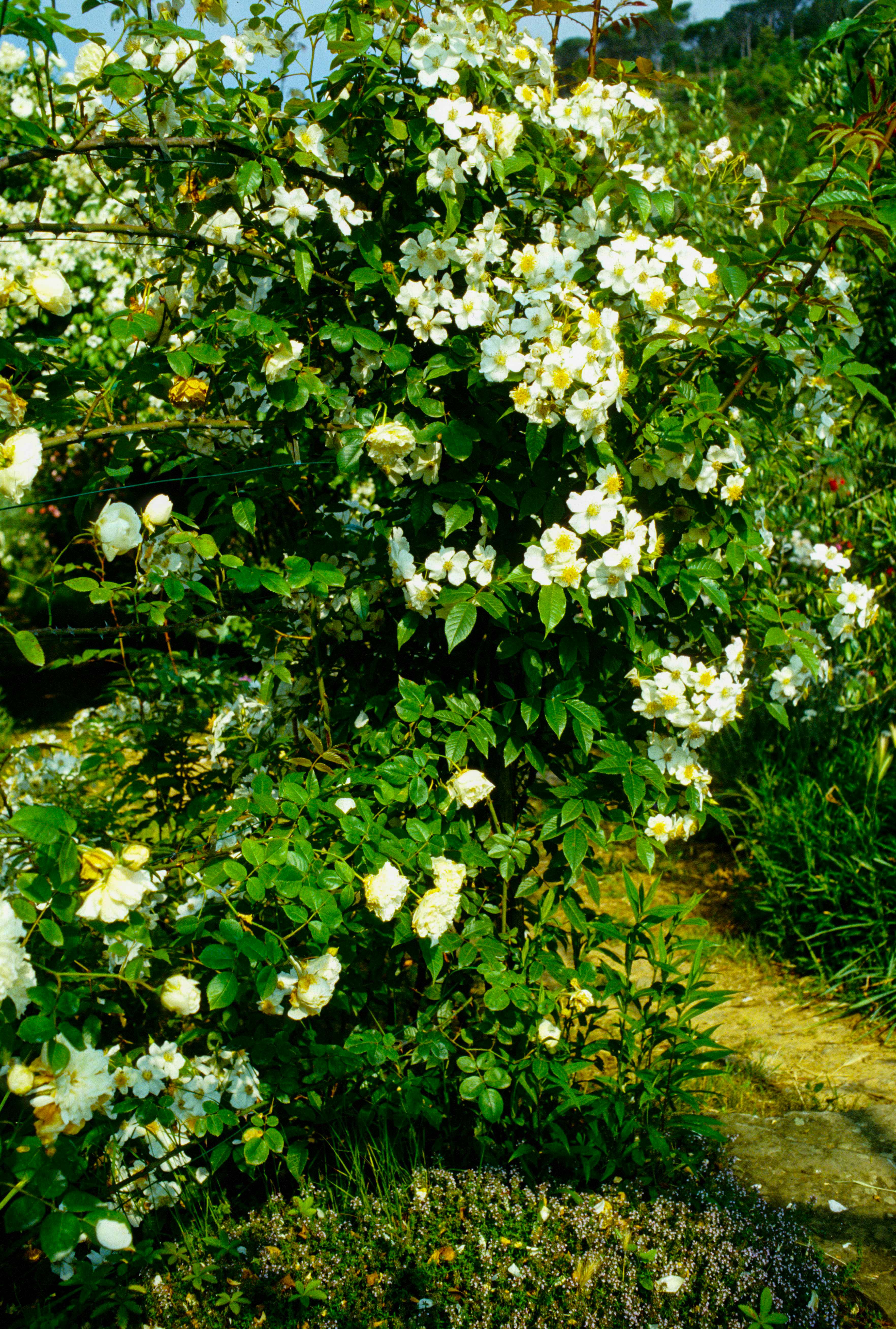 R. longicuspis
