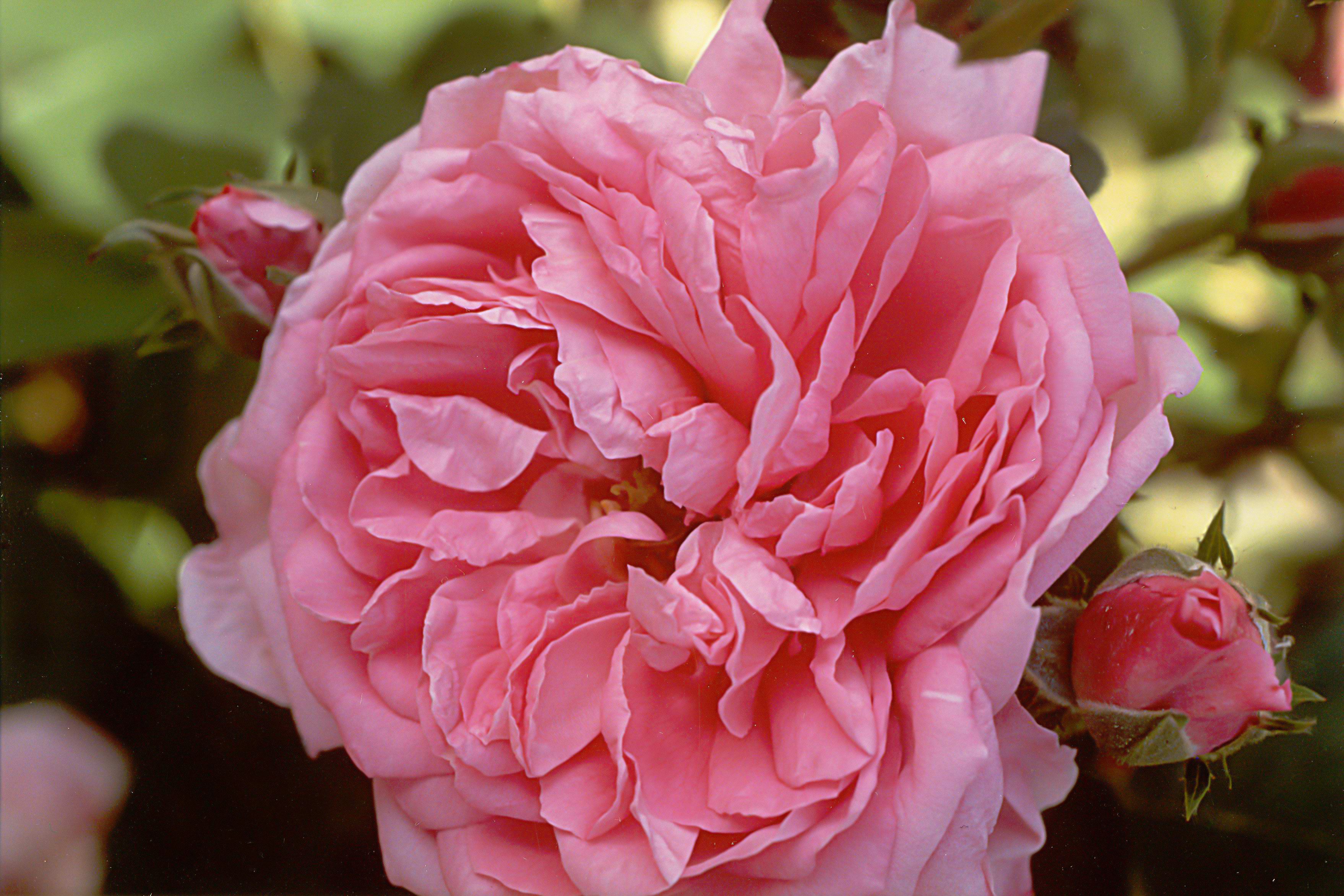 Ispahan