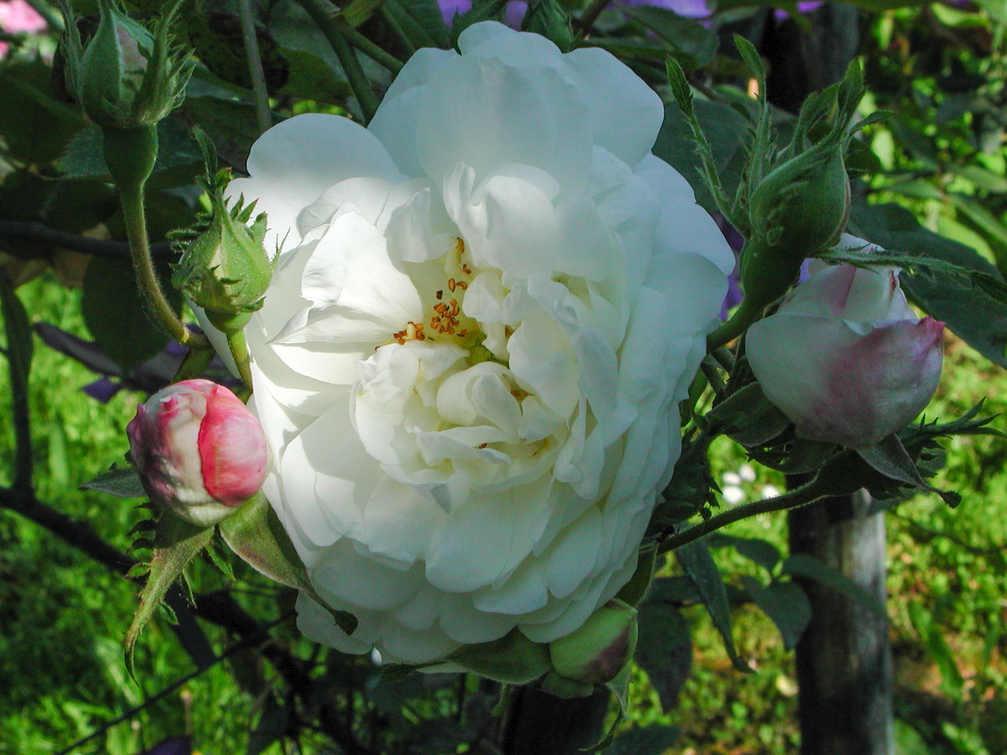 Mme Plantier