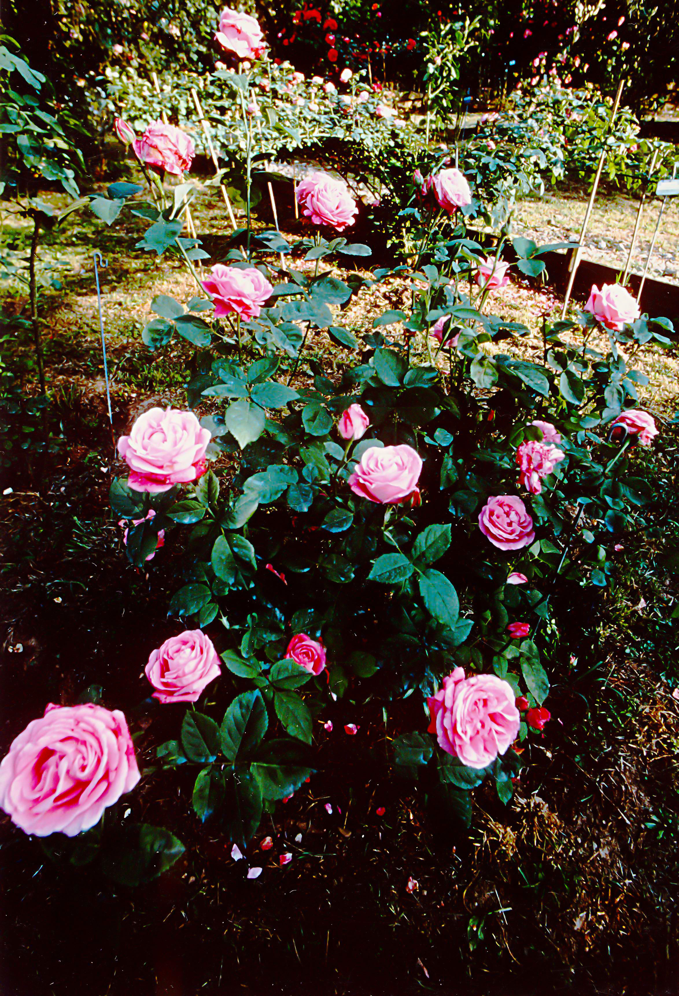 Mrs John Laing