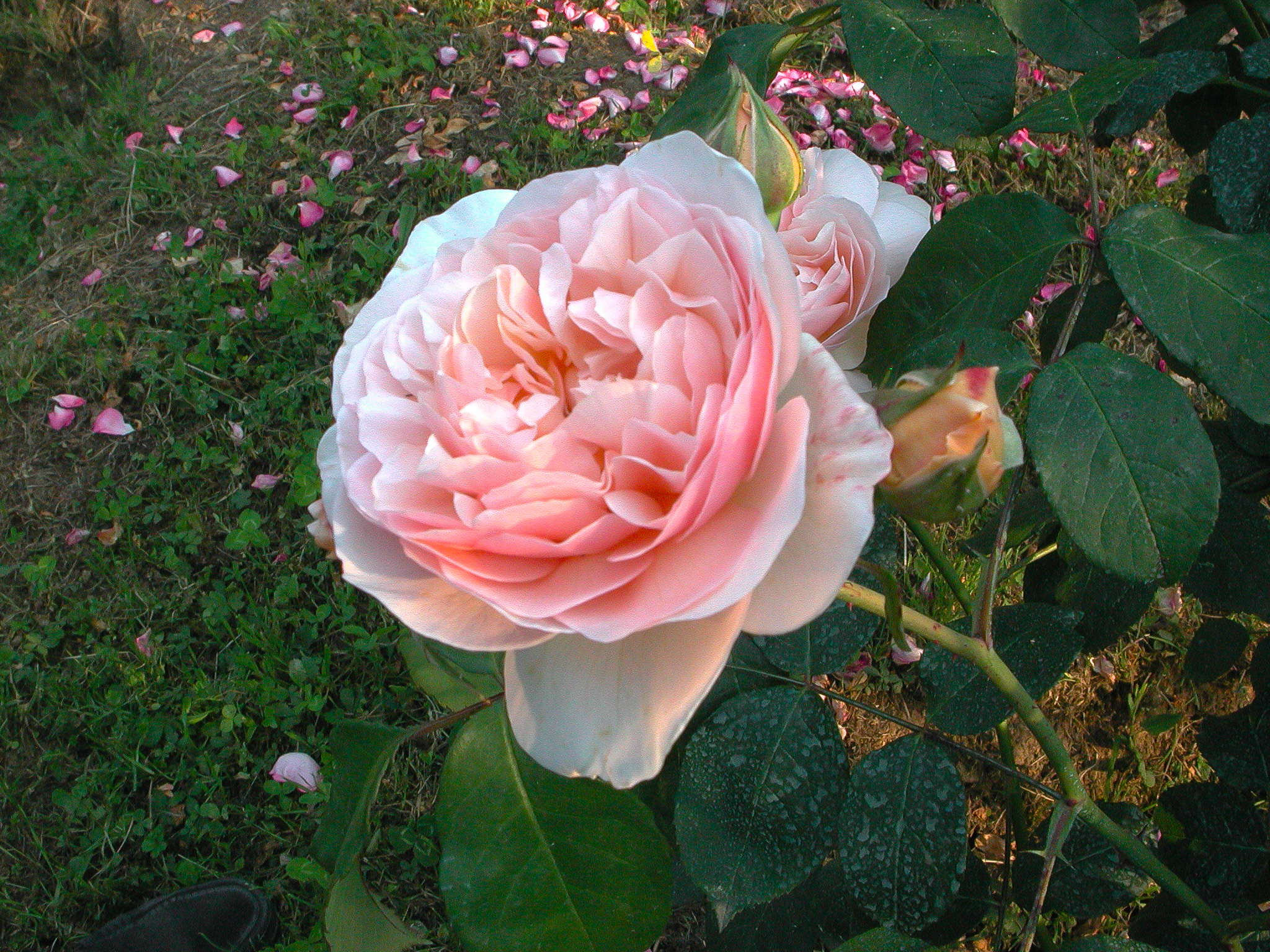 Sweet Juliet