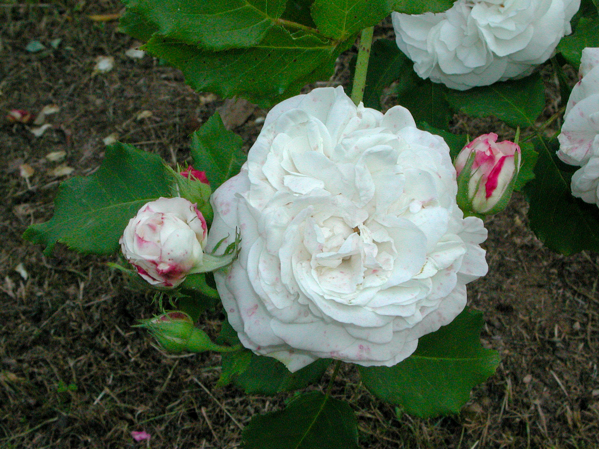 Boule de Neige