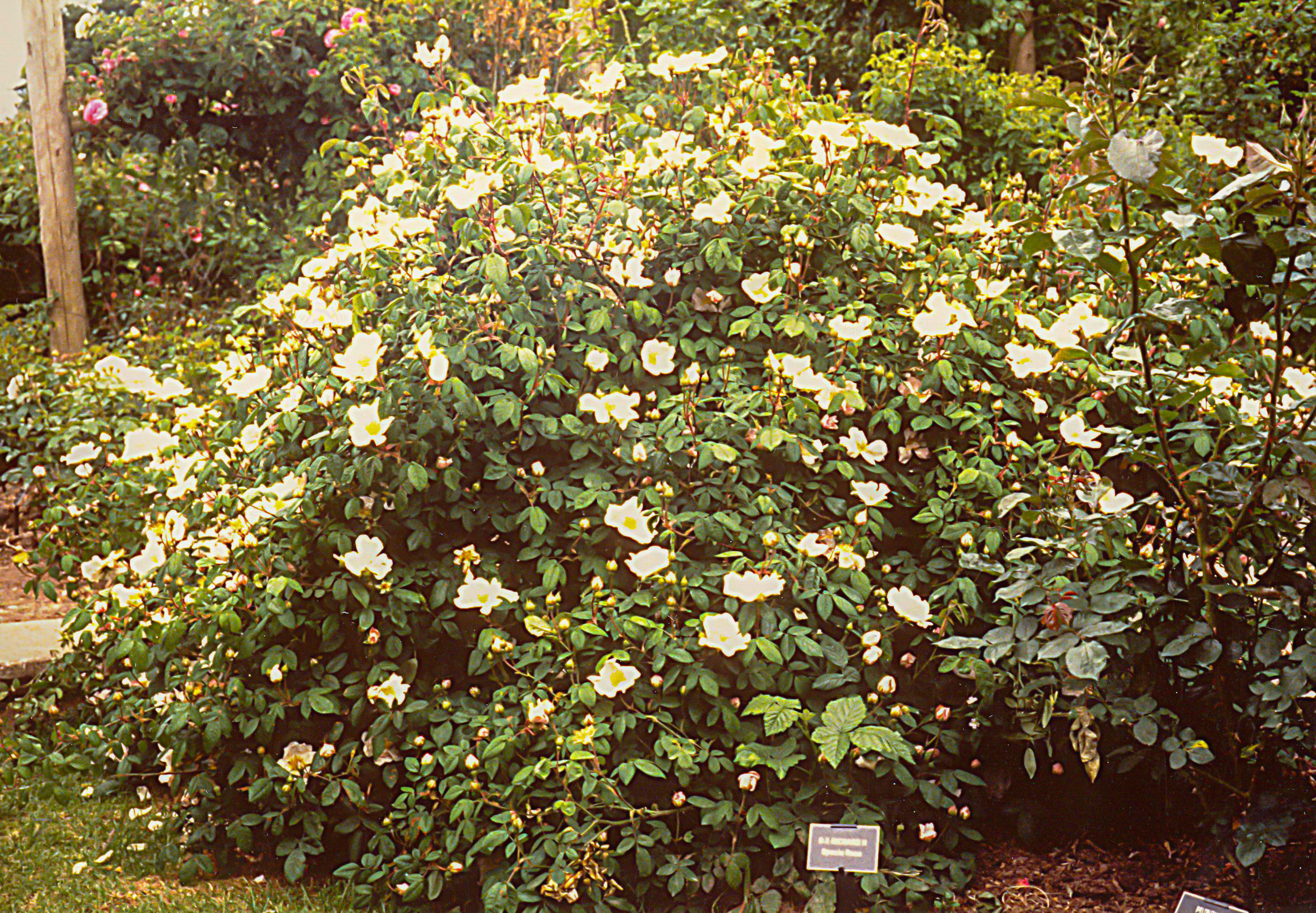 R. sancta