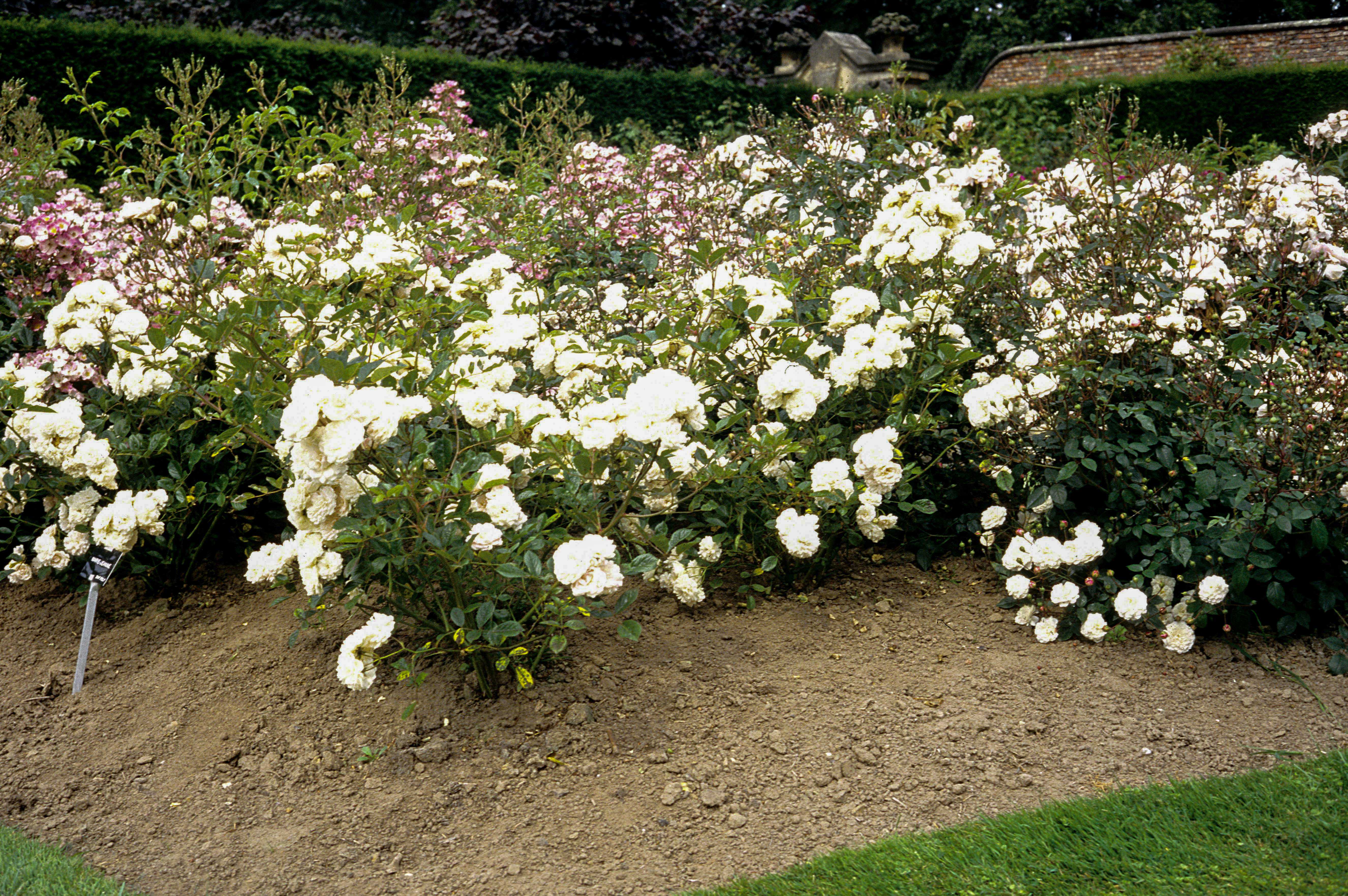 Marie Jeanne