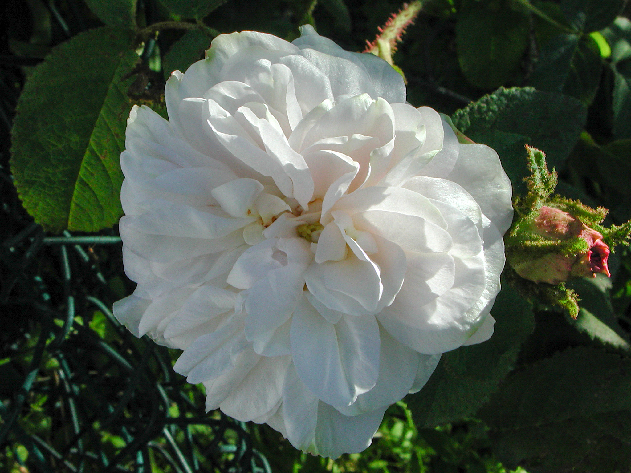 Comtesse de Murinais