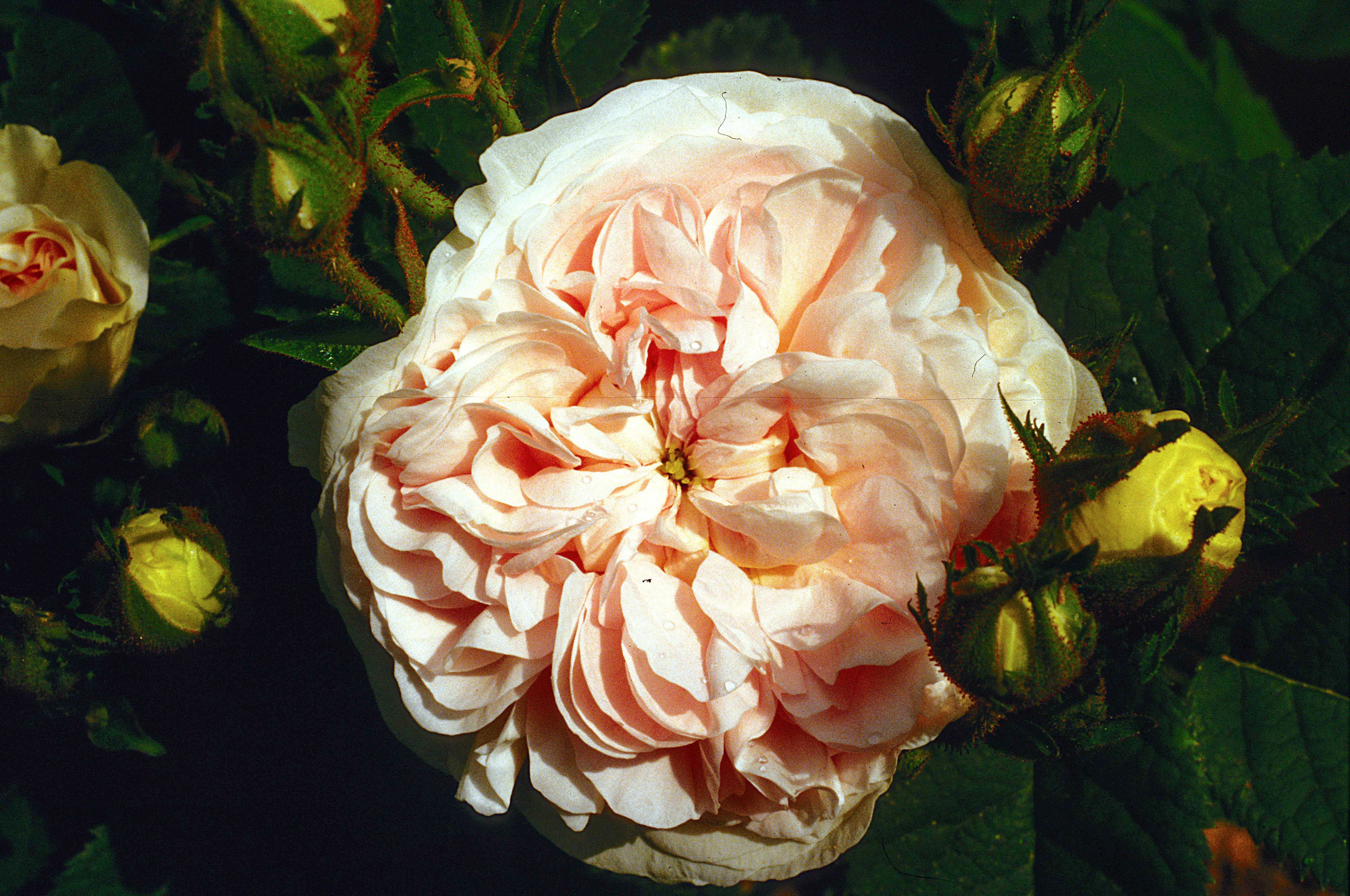 Félicité Parmentier