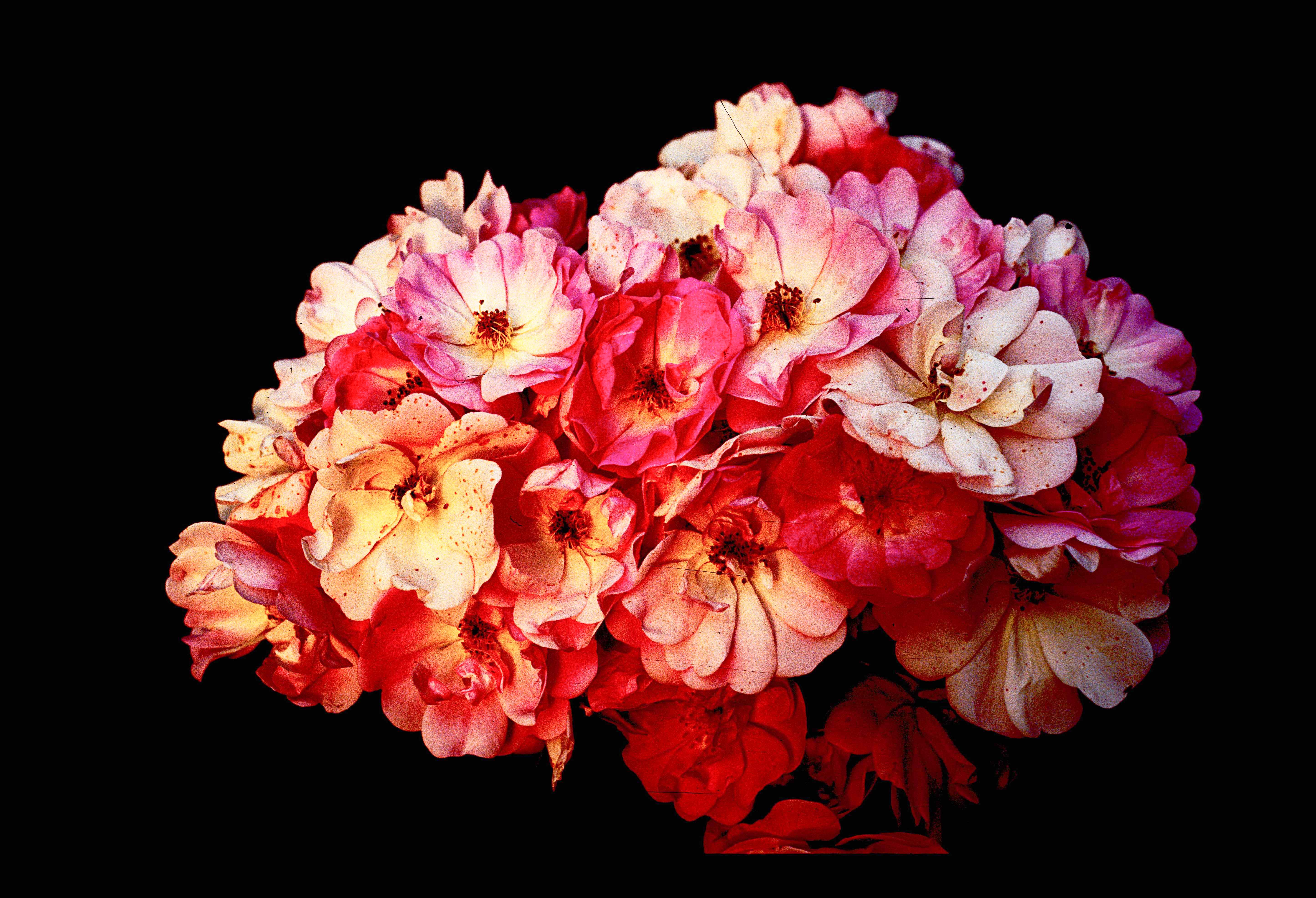 Apple Blossom