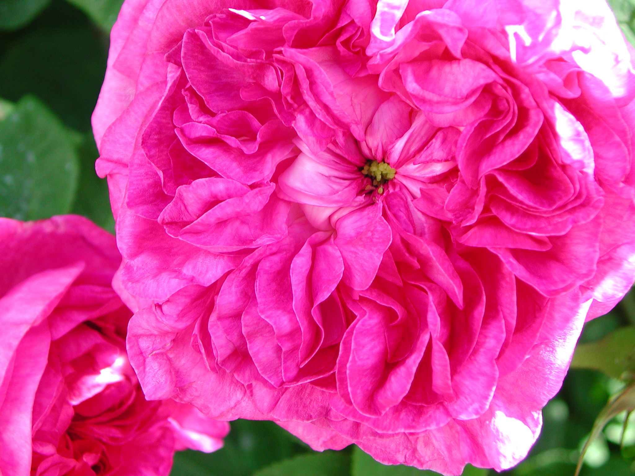 Rose du Maitre d'ecole2