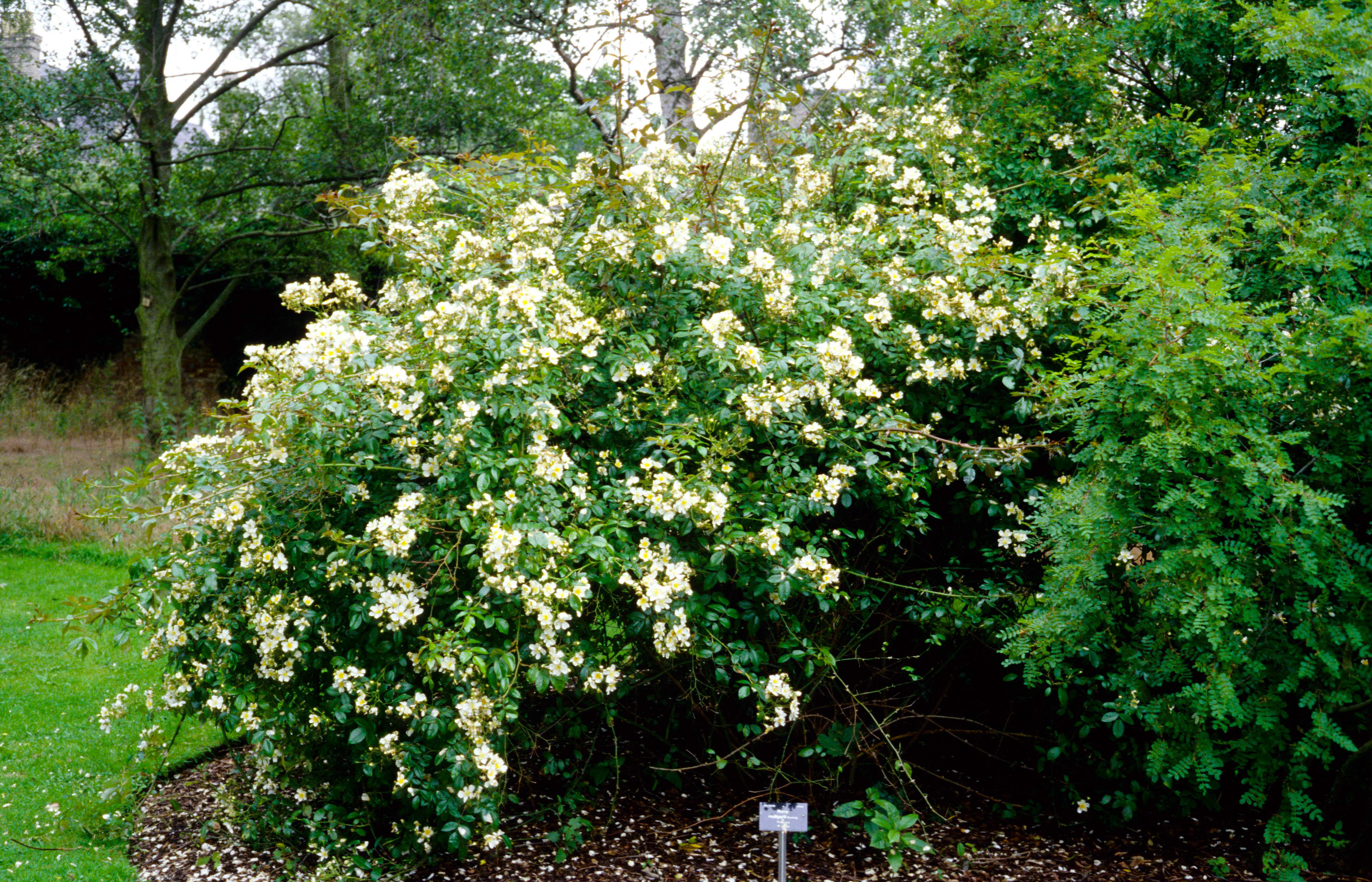 R. mulliganii