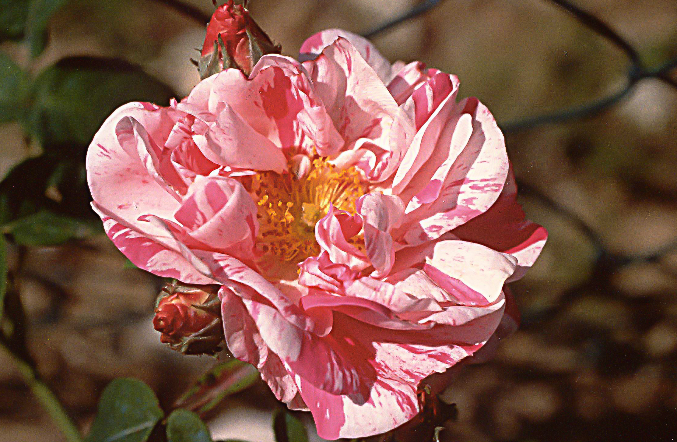 R mundi (R gallica versicolor )