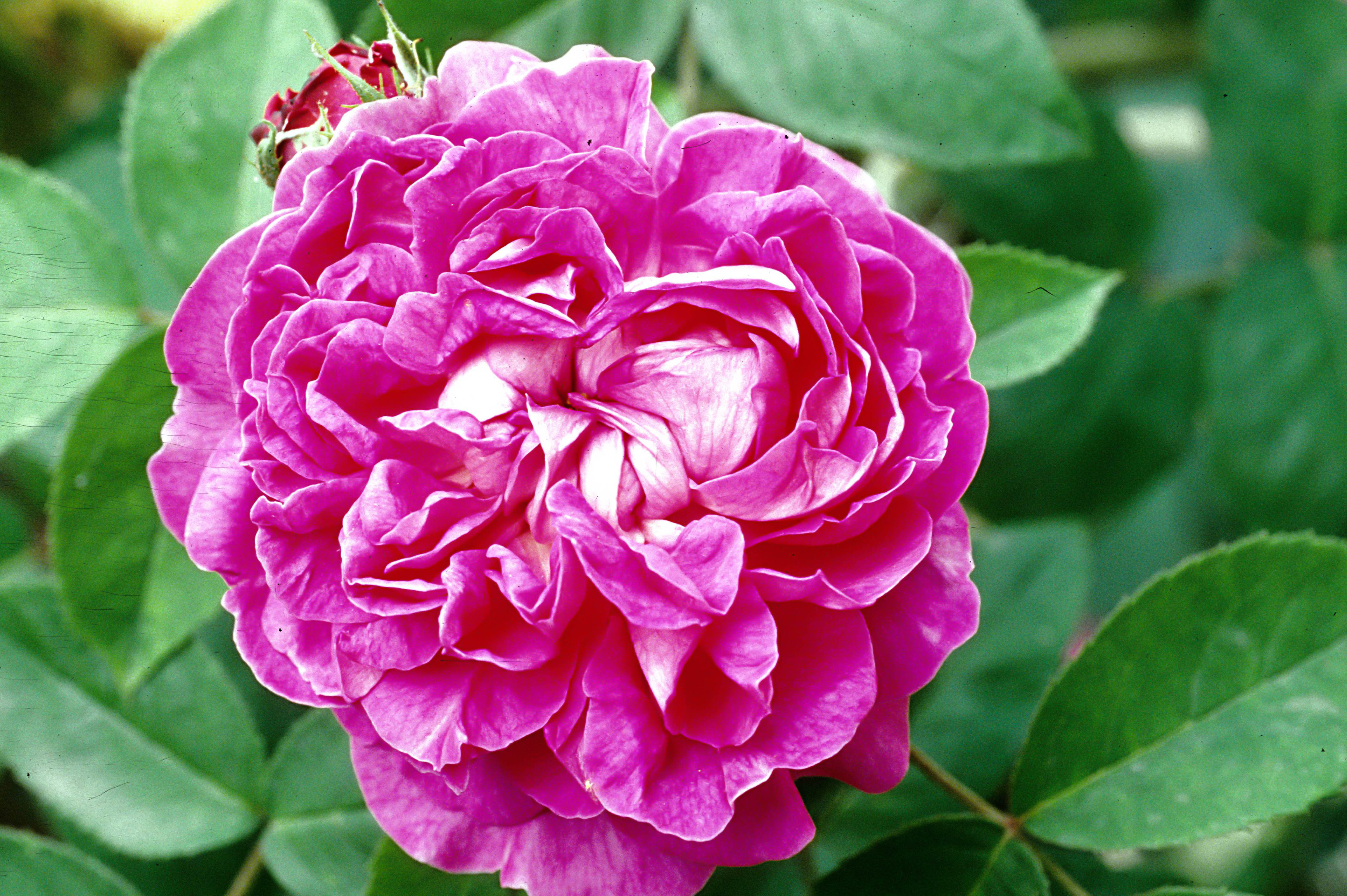 Reine des violettes