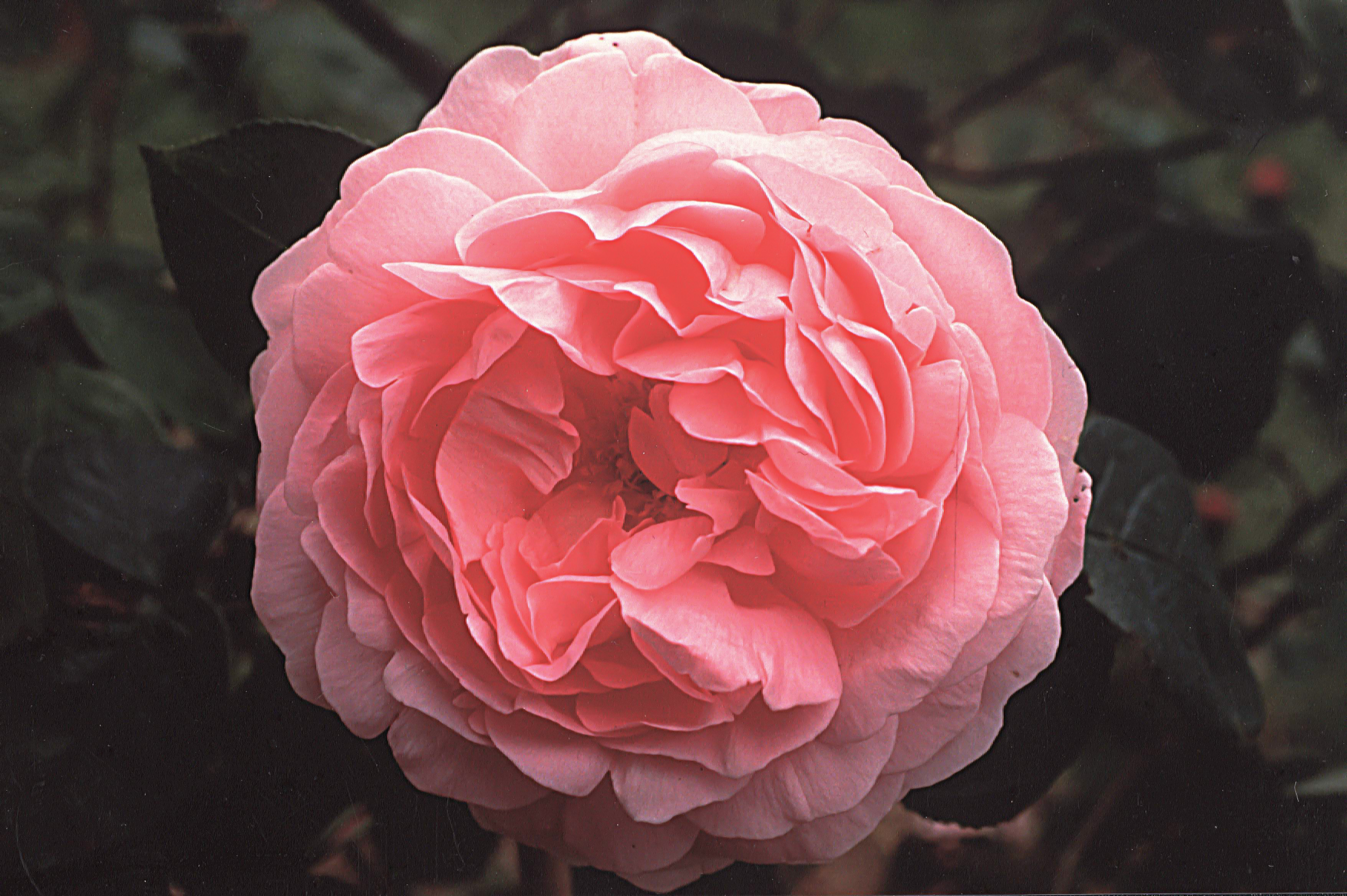 Constance Spry