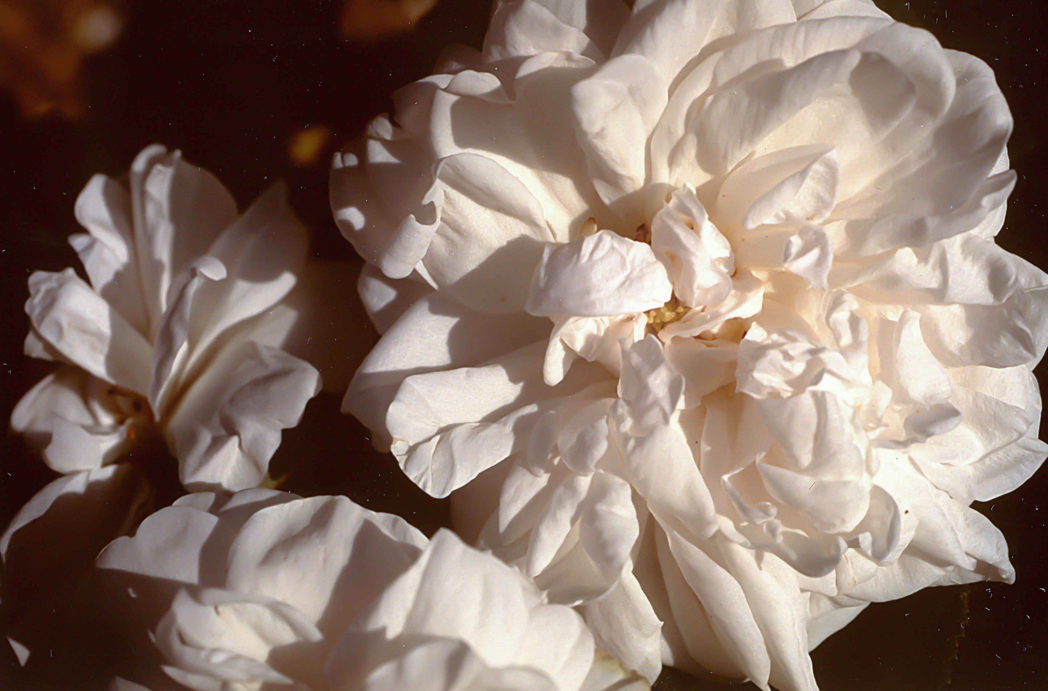Comtesse de Murinais