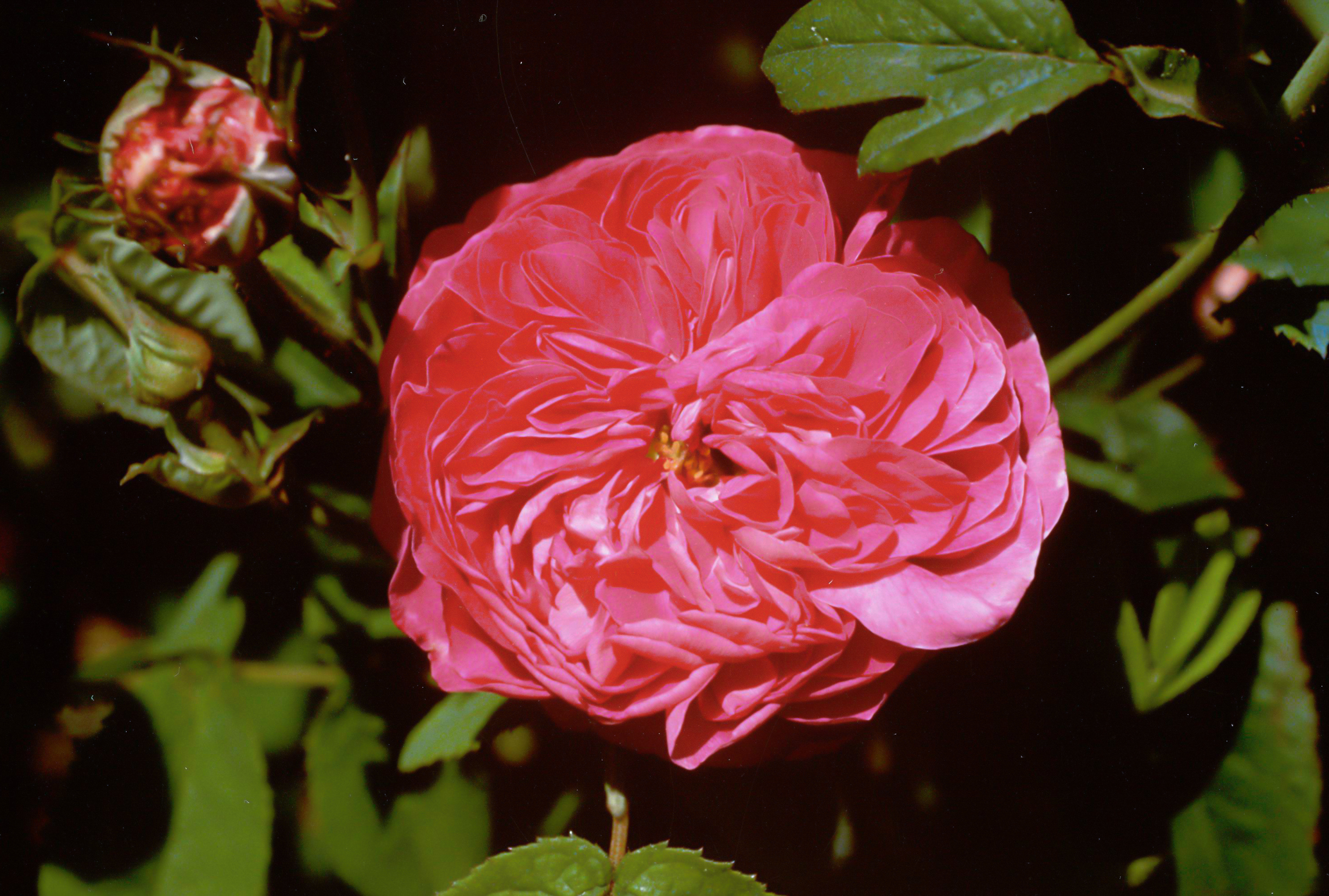 Duc de Guiche