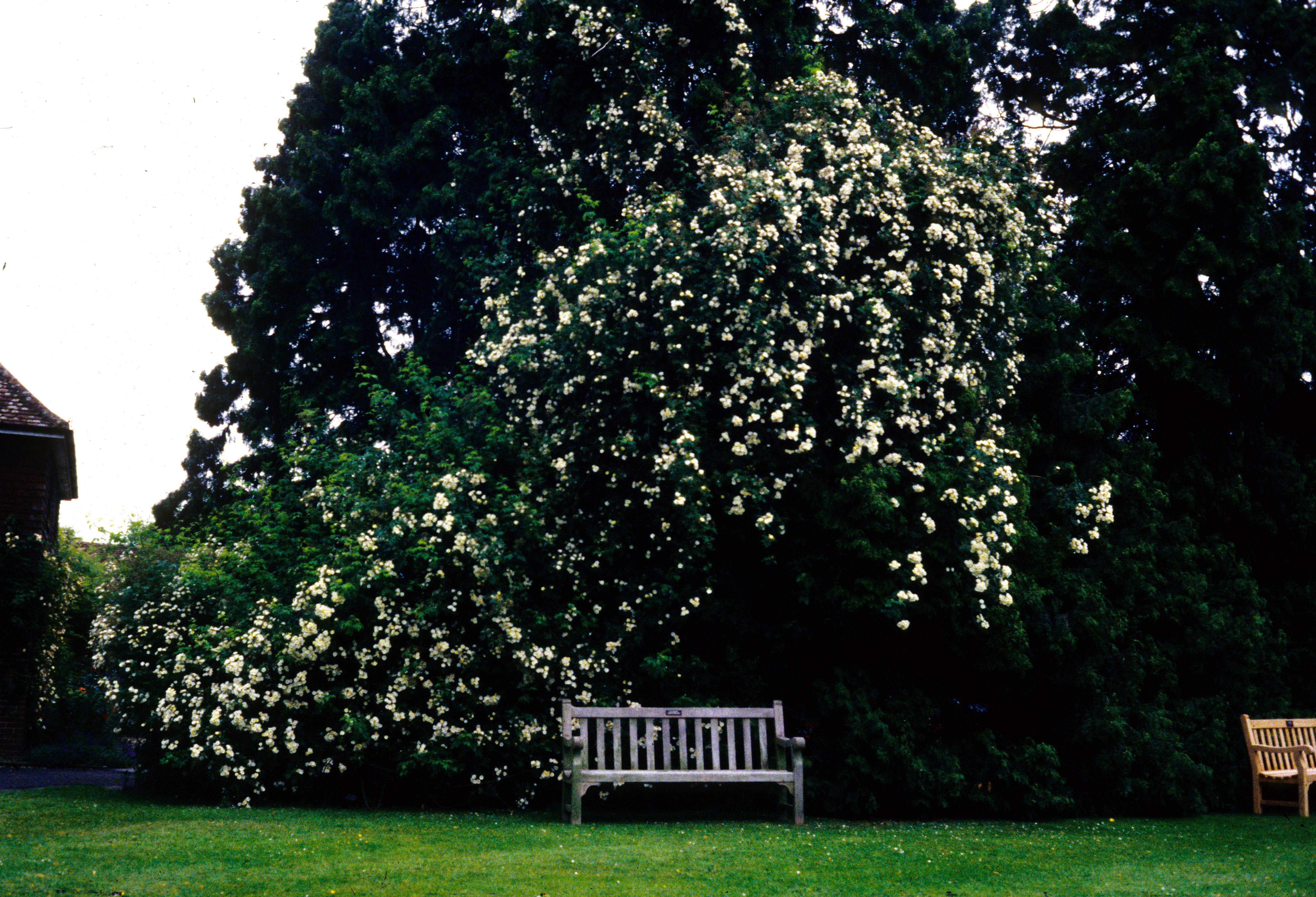 Rambling Rector