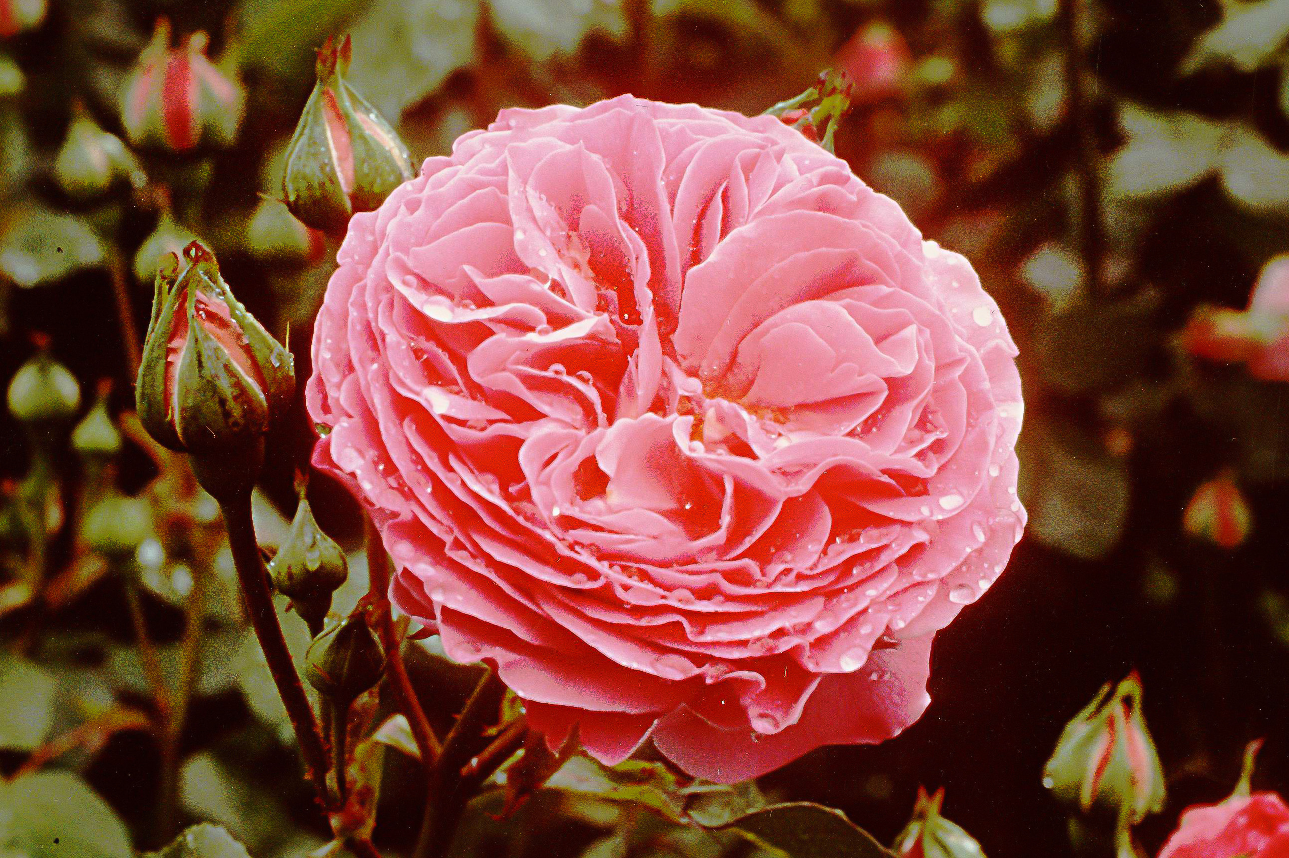 Mme Lauriol de Barny
